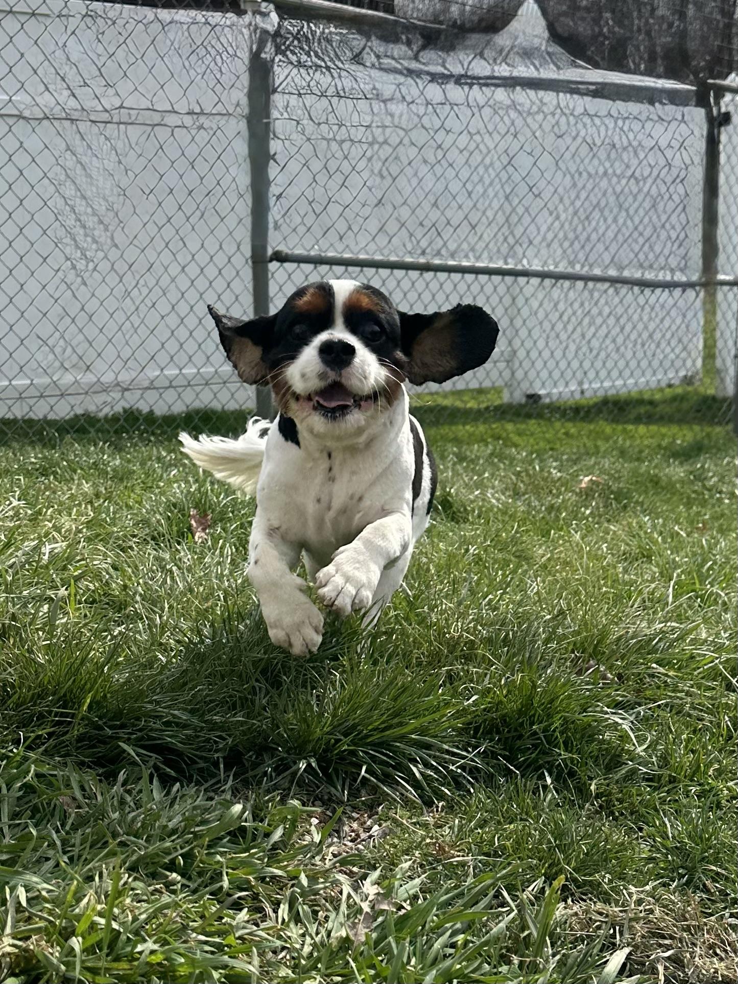 Tucker , ADOPTABLE, Young Male Cavalier King Charles Spaniel.
