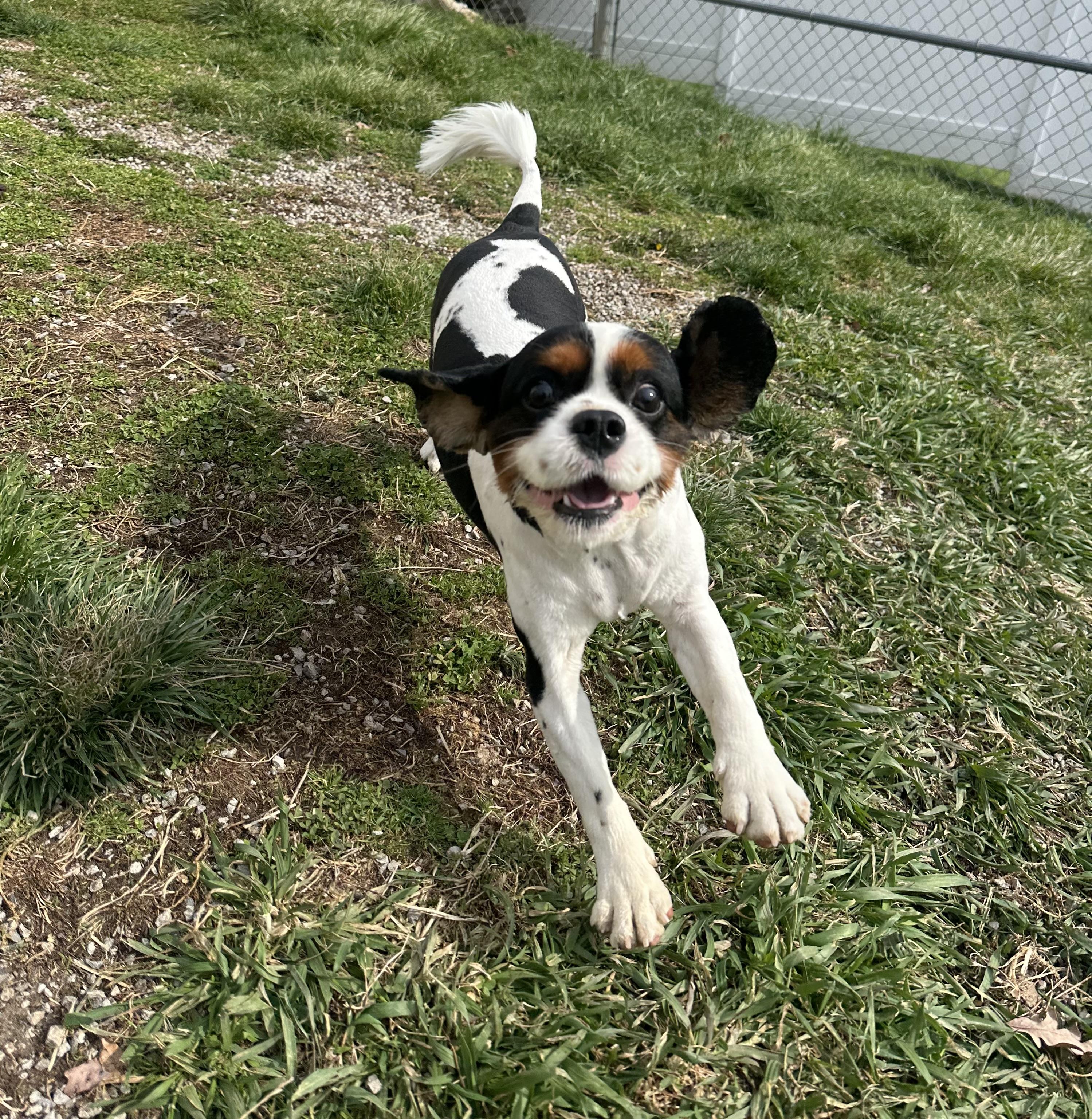 Enlarge Tucker , a ADOPTABLE Cavalier King Charles Spaniel in Clinton, PA image 2/2