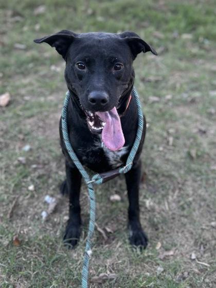 Victoria, a Adoptable Mixed Breed in San Marcos, TX image 1/3