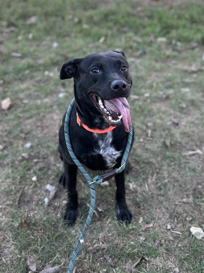 Victoria, a Adoptable Mixed Breed in San Marcos, TX image 2/3