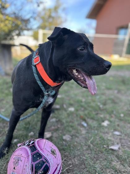 Victoria, a Adoptable Mixed Breed in San Marcos, TX image 3/3