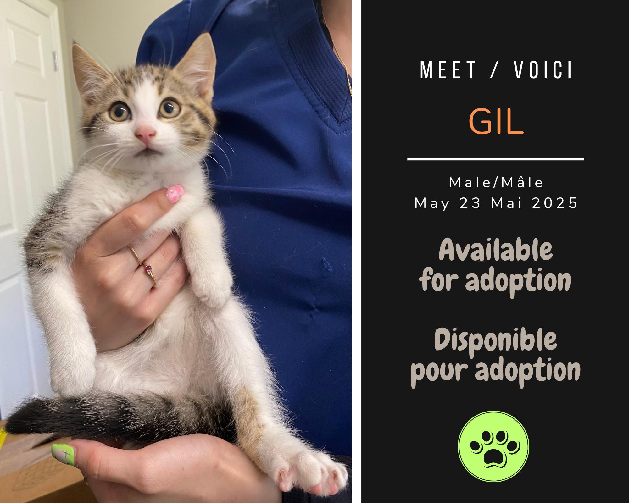 Enlarge Gil, a Adoptable Domestic Short Hair in Dsl De Drummond, NB image 1/1