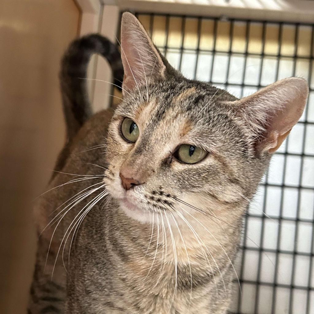 Mindy, an adoptable Domestic Short Hair in Graham, TX, 76450 | Photo Image 1