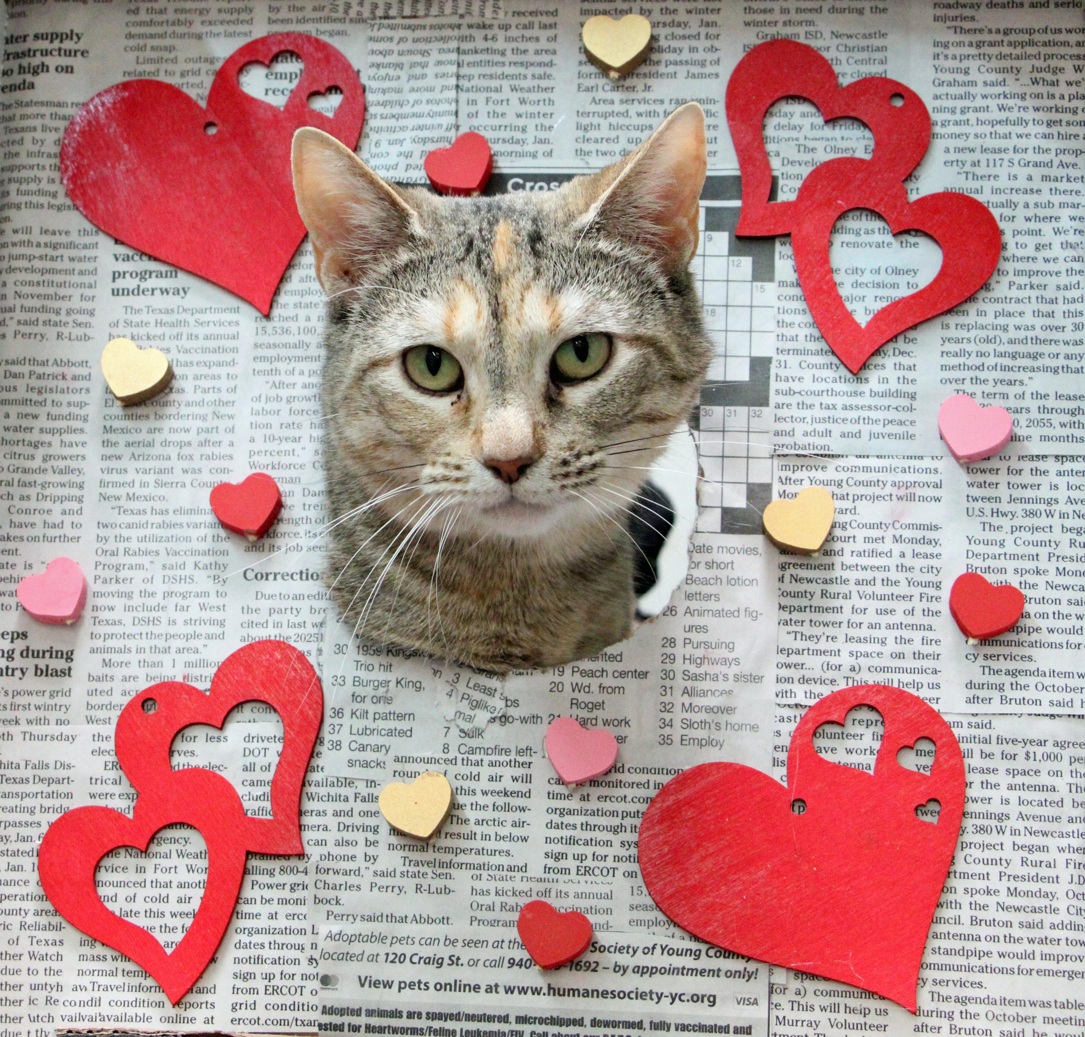Mindy, an adoptable Domestic Short Hair in Graham, TX, 76450 | Photo Image 2