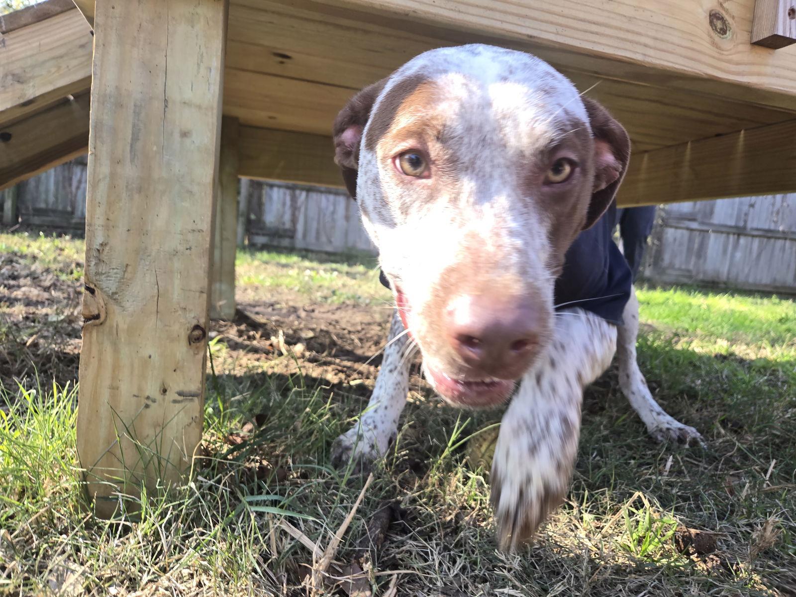Warren, adoptable heeler