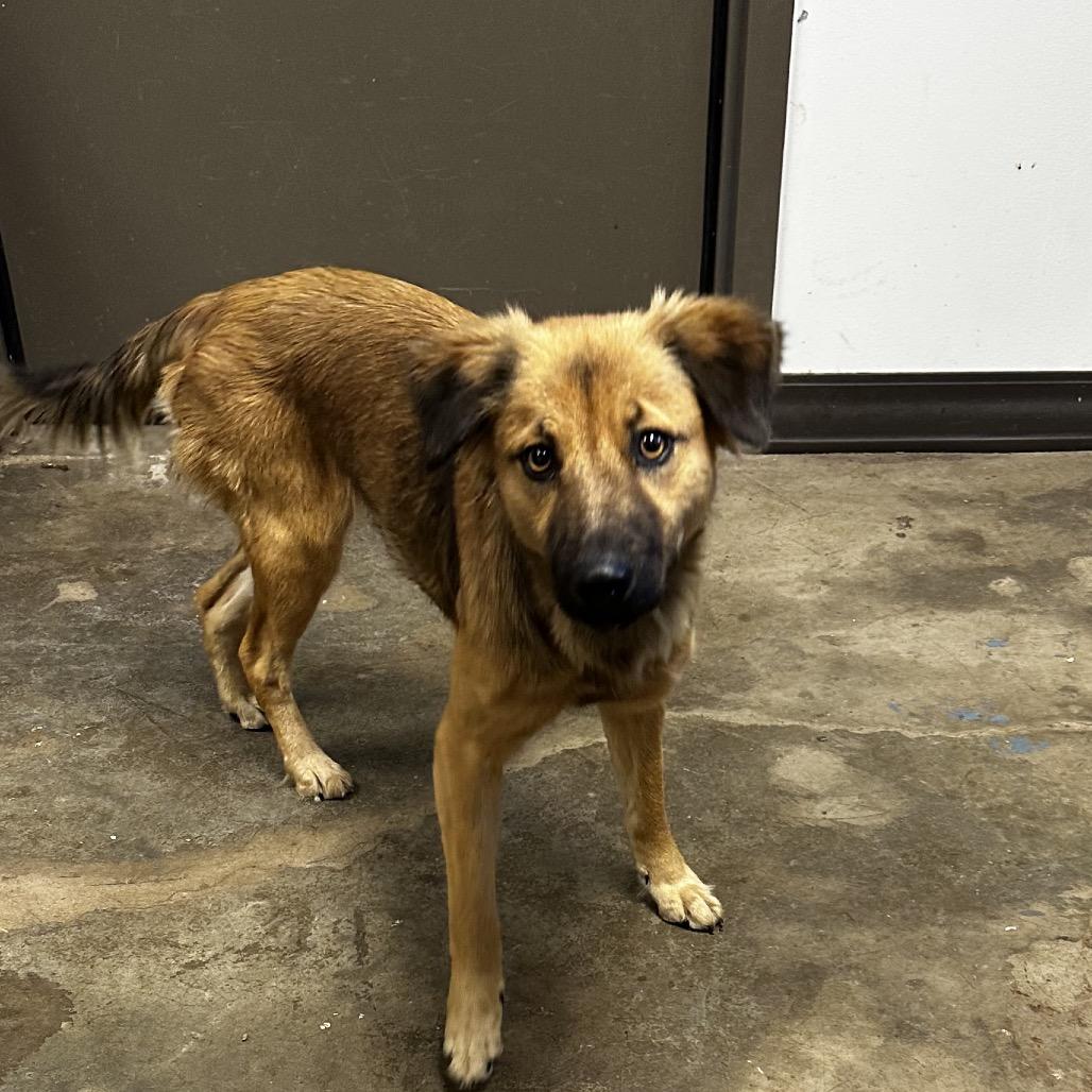 Enlarge Lily, a Adoptable Shepherd in Cleveland, MS image 1/1