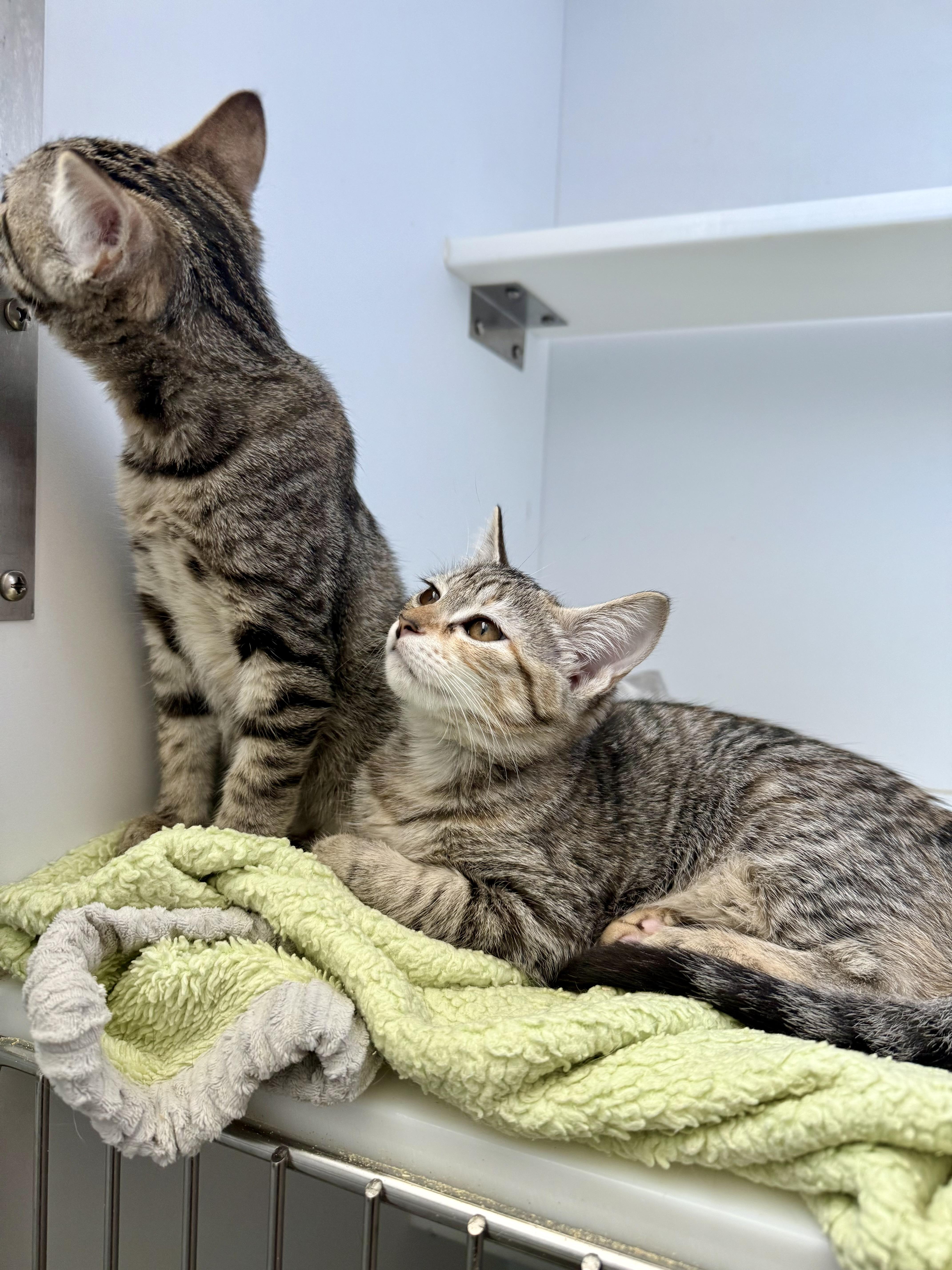 Enlarge Sassy and Sophie, a Adopted Domestic Short Hair in The dalles, OR image 2/4
