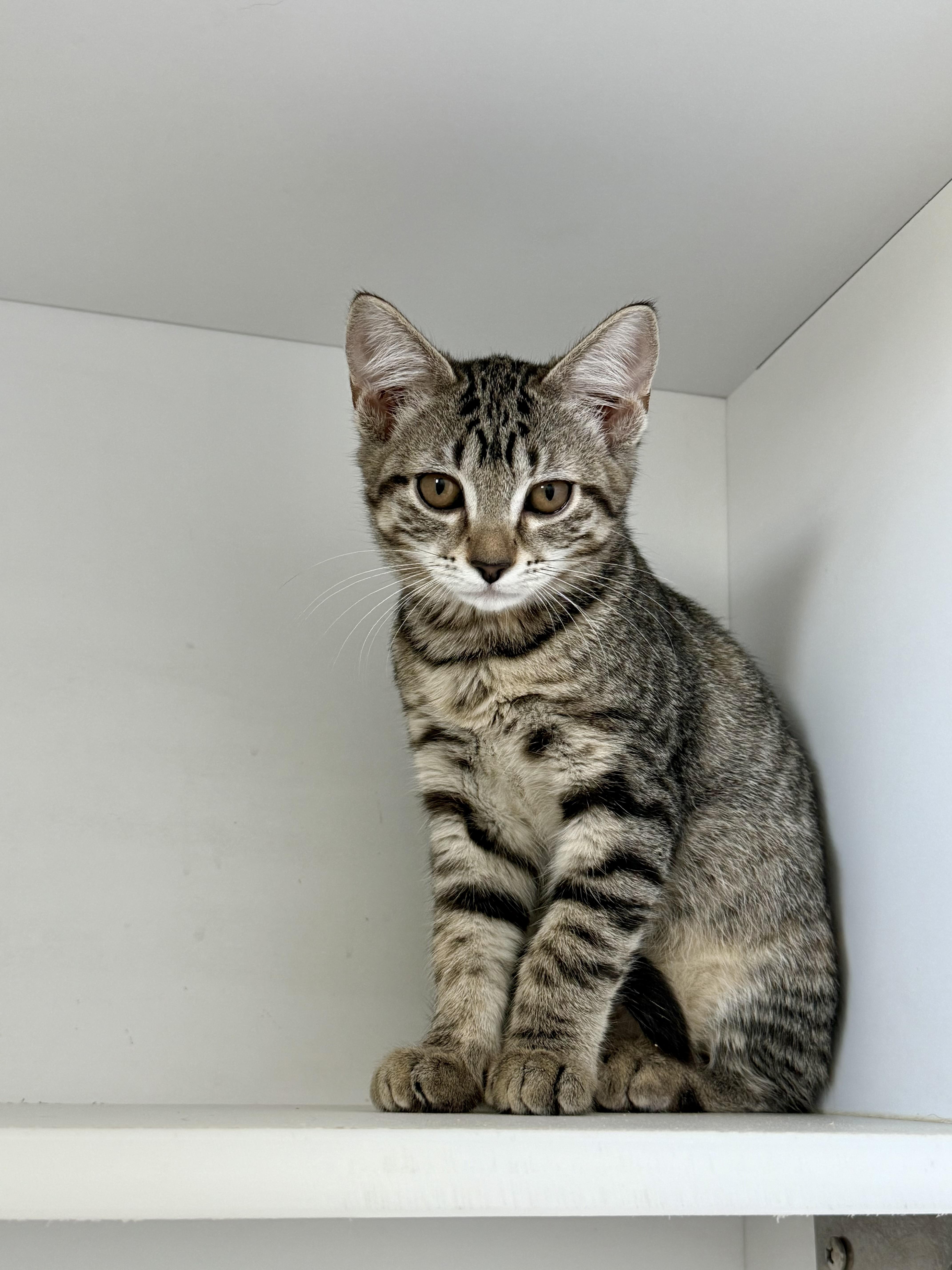 Enlarge Sassy and Sophie, a Adopted Domestic Short Hair in The dalles, OR image 3/4