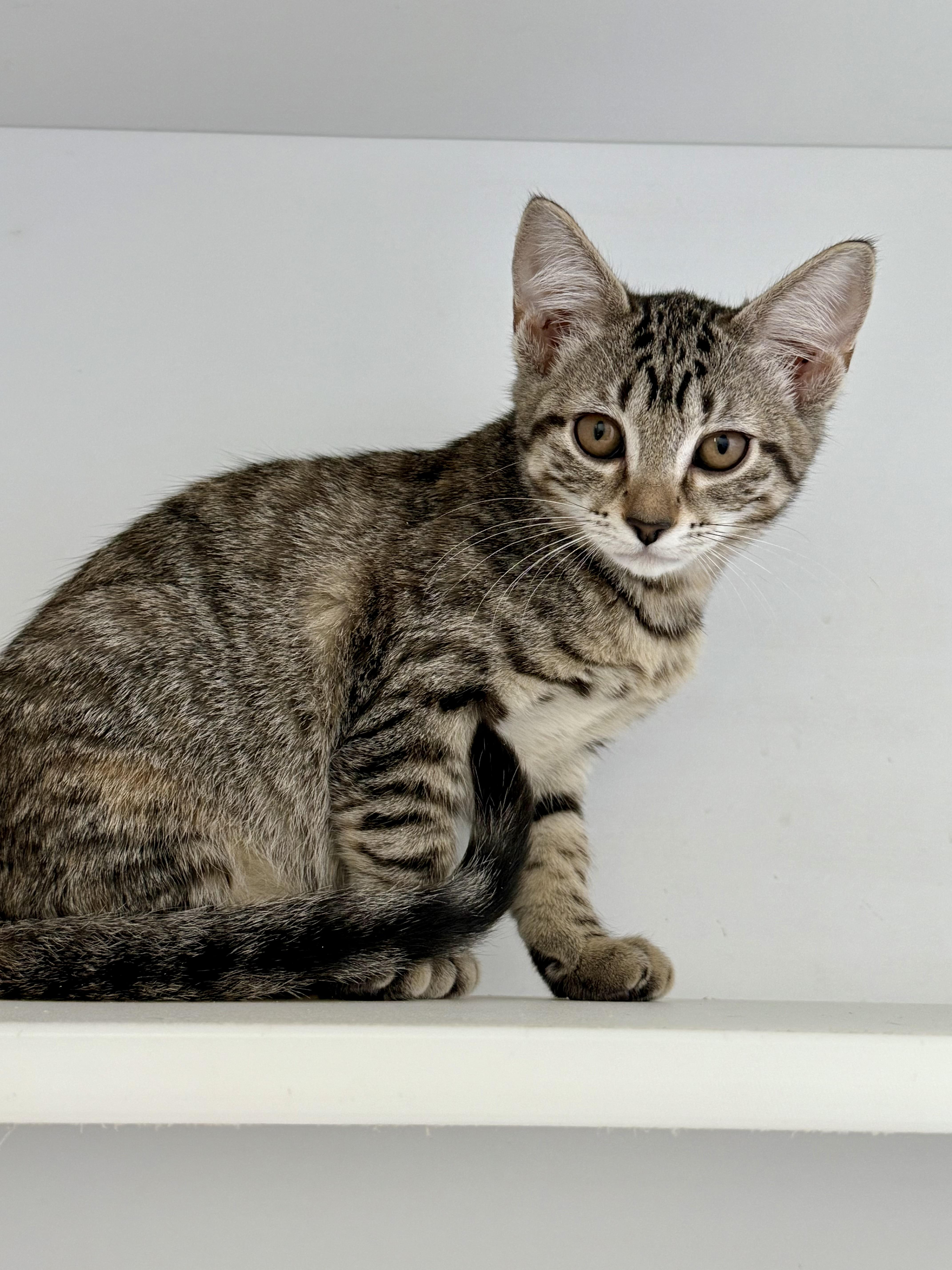 Enlarge Sassy and Sophie, a Adopted Domestic Short Hair in The dalles, OR image 4/4