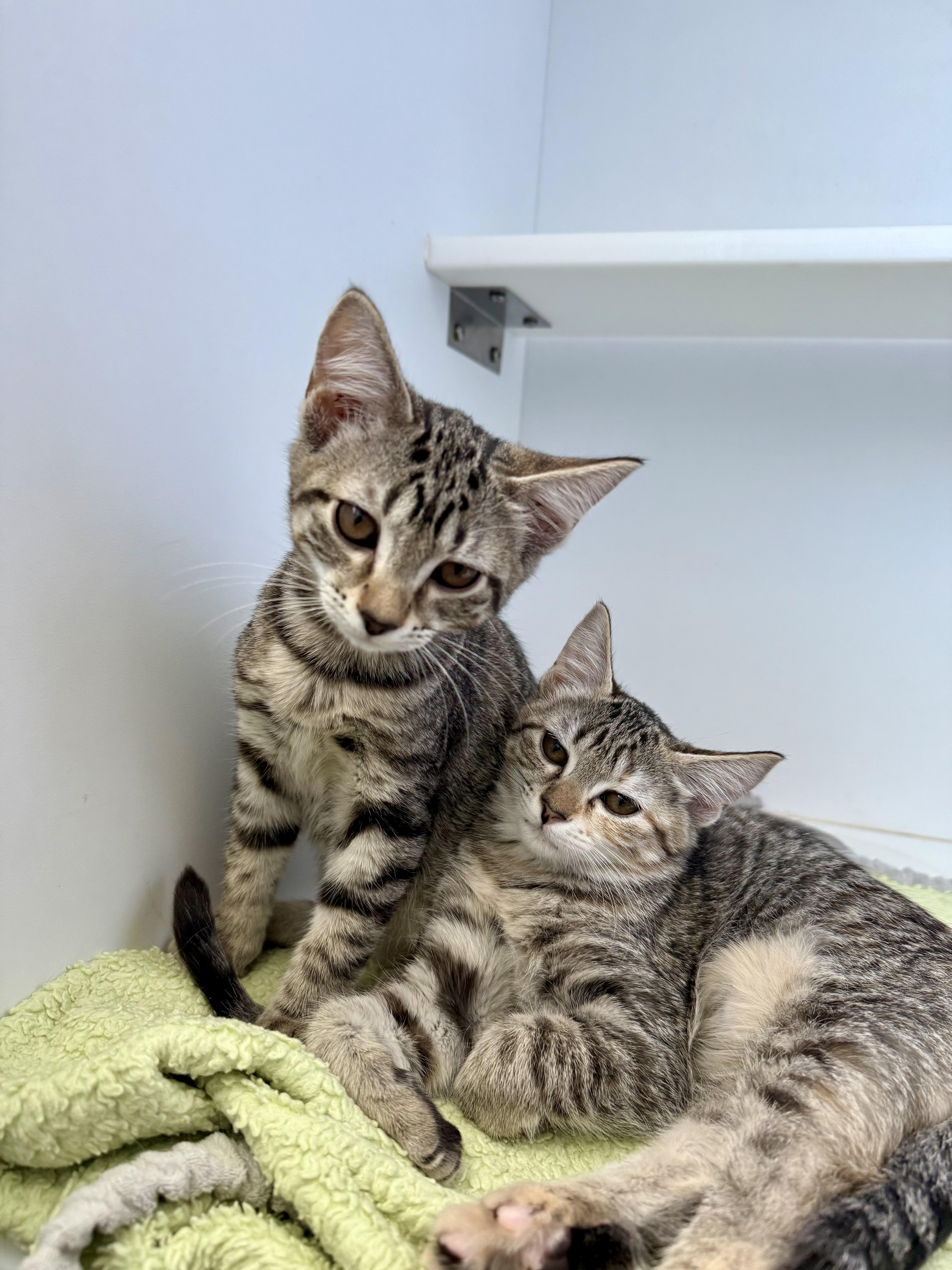 Enlarge Sassy and Sophie, a Adopted Domestic Short Hair in The dalles, OR image 1/4