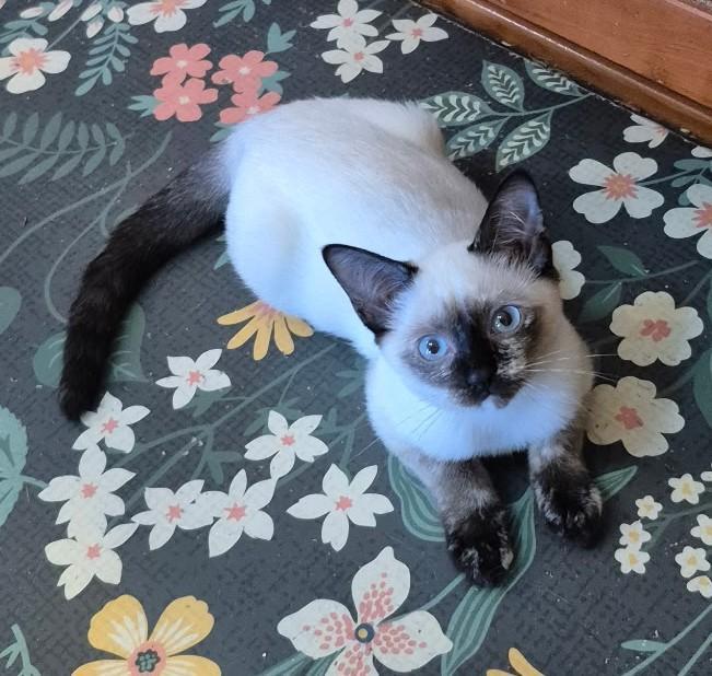 Snowy, Adopted, Kitten Female Siamese.