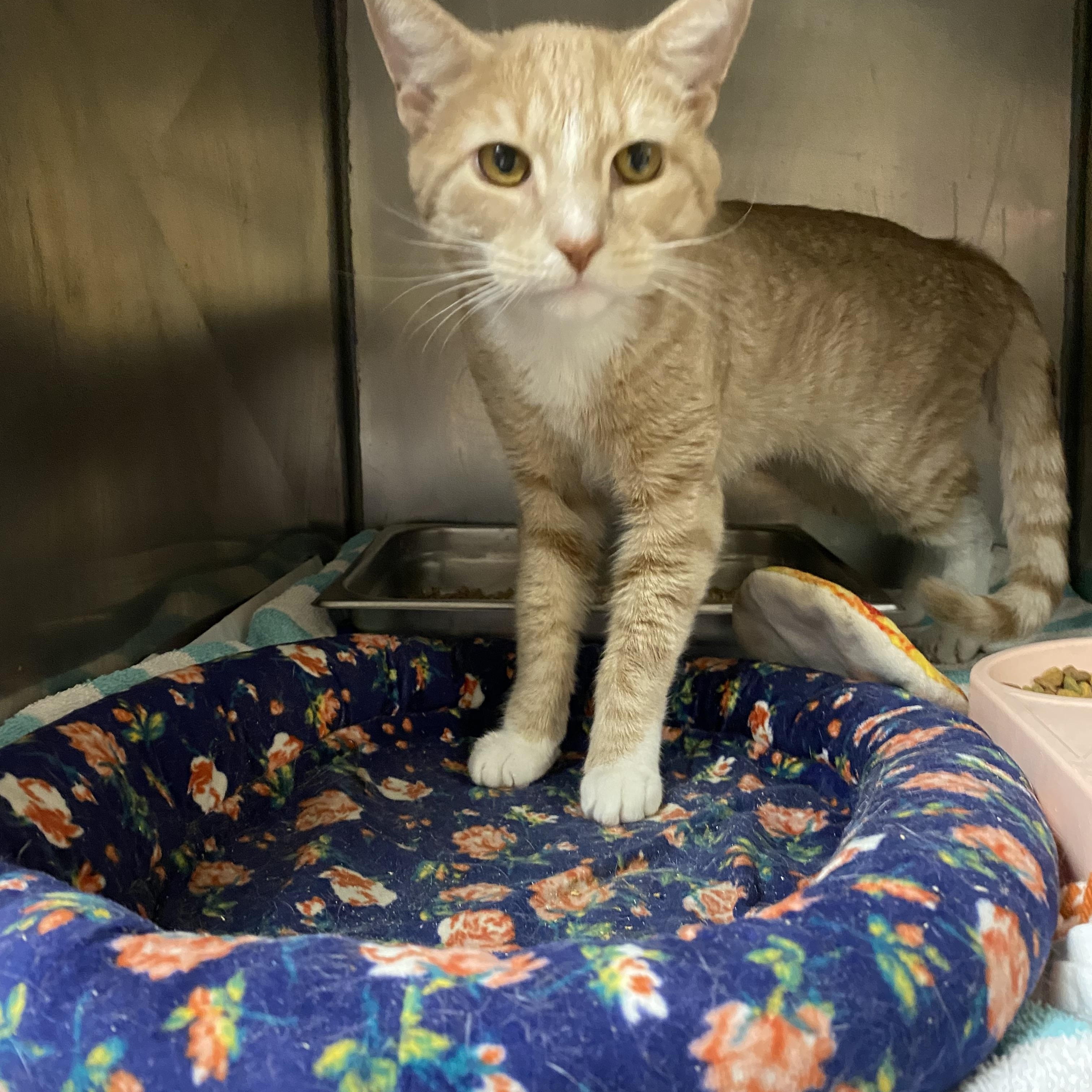 Gizmo, a ADOPTABLE Domestic Short Hair in Somerset, NJ image 4/5