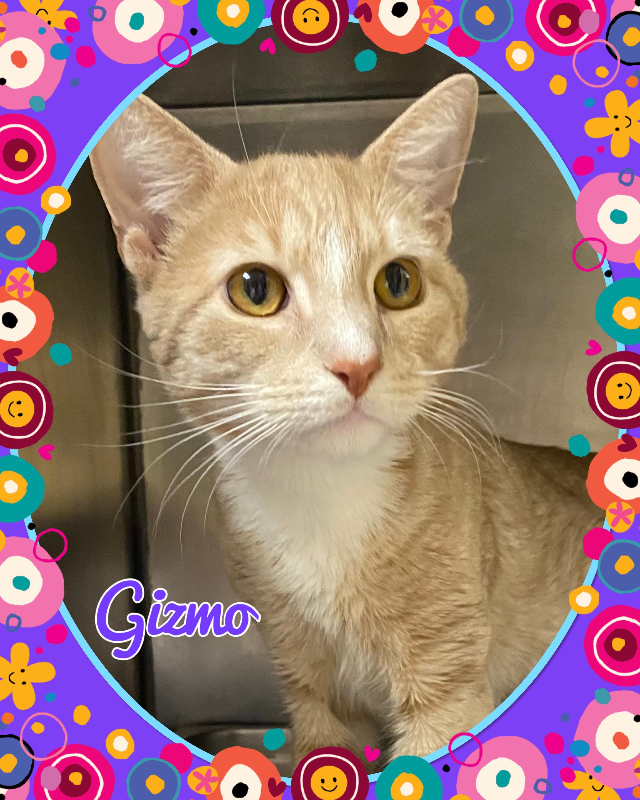 Gizmo, a ADOPTABLE Domestic Short Hair in Somerset, NJ image 1/5