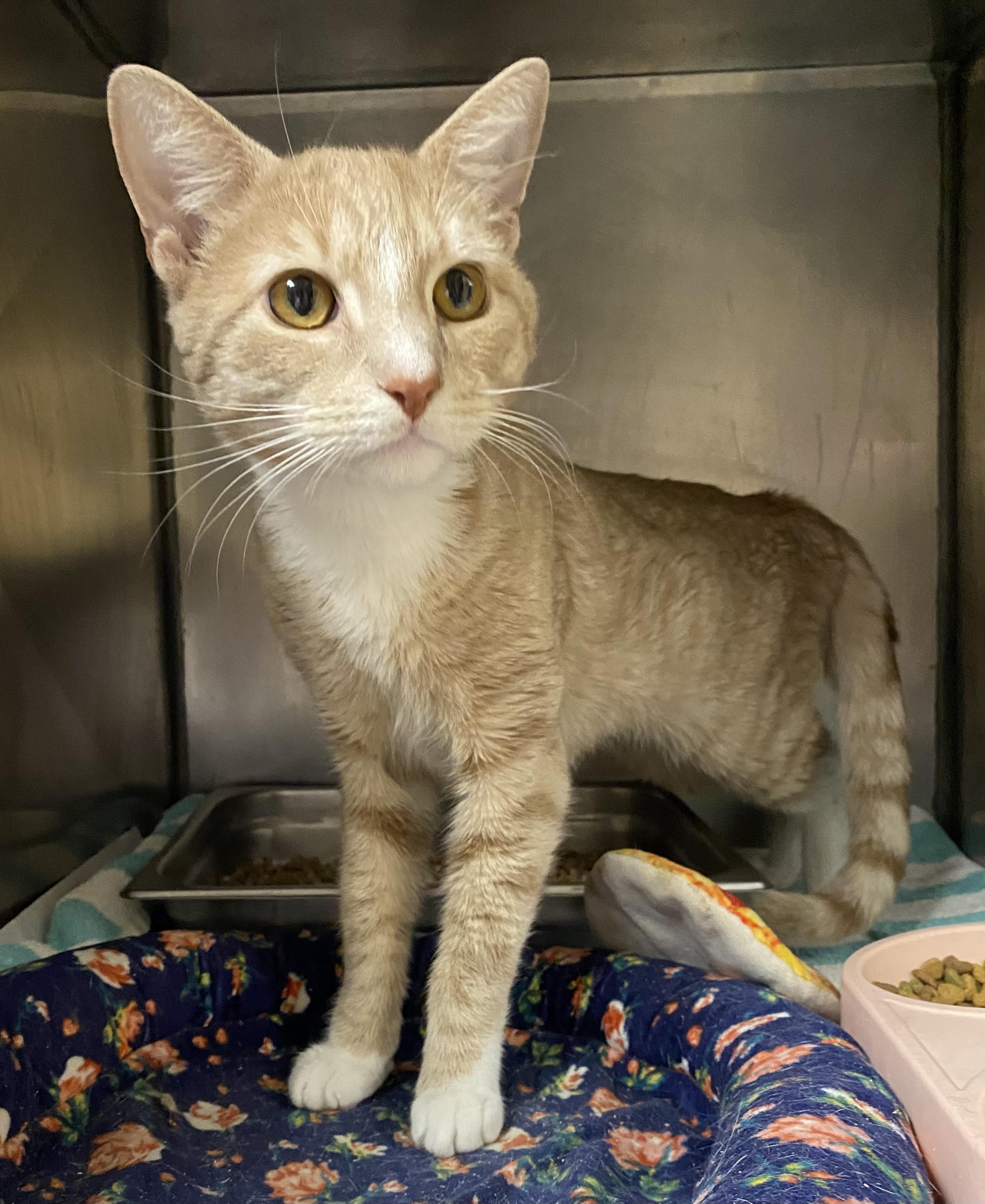 Gizmo, a ADOPTABLE Domestic Short Hair in Somerset, NJ image 3/5