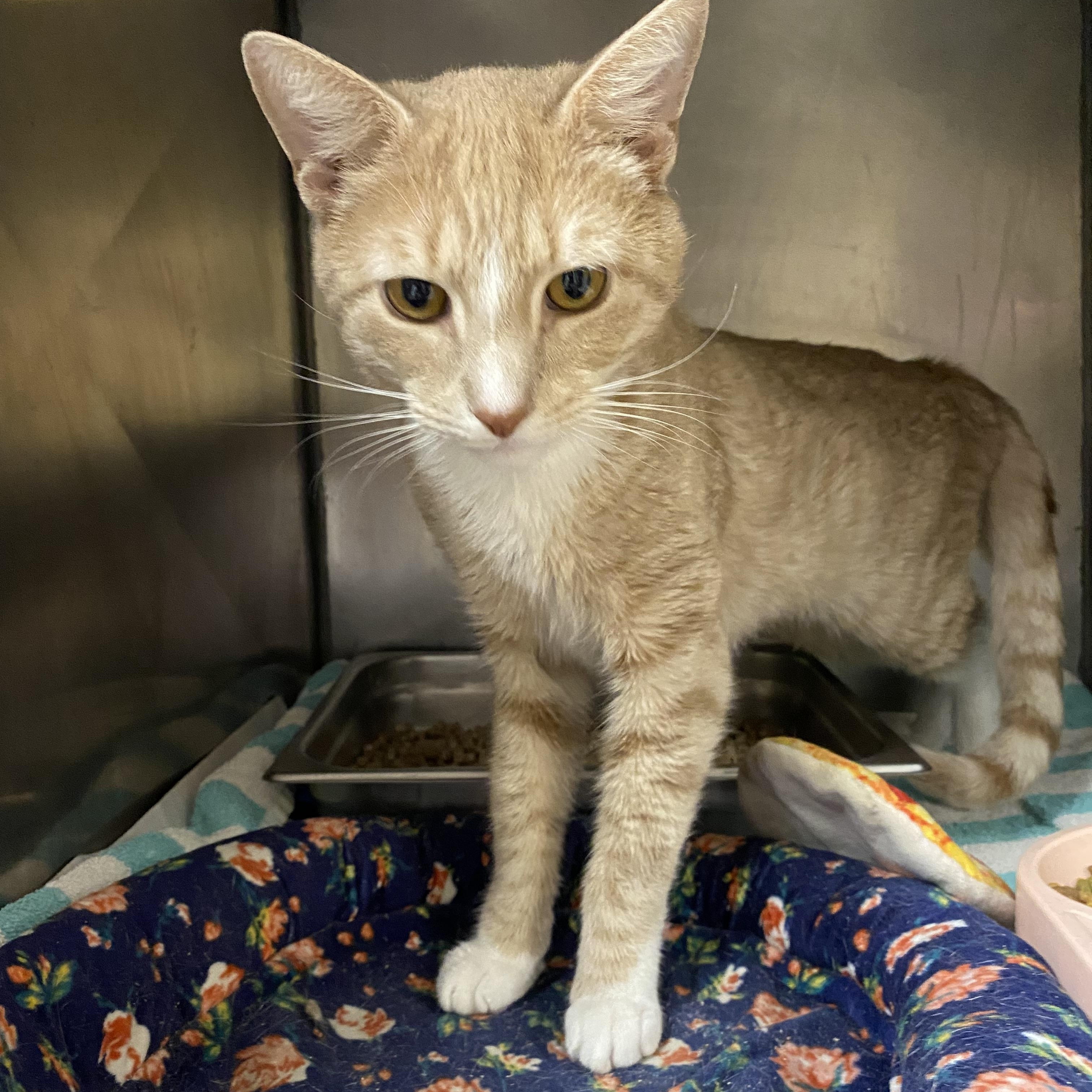 Gizmo, a ADOPTABLE Domestic Short Hair in Somerset, NJ image 5/5