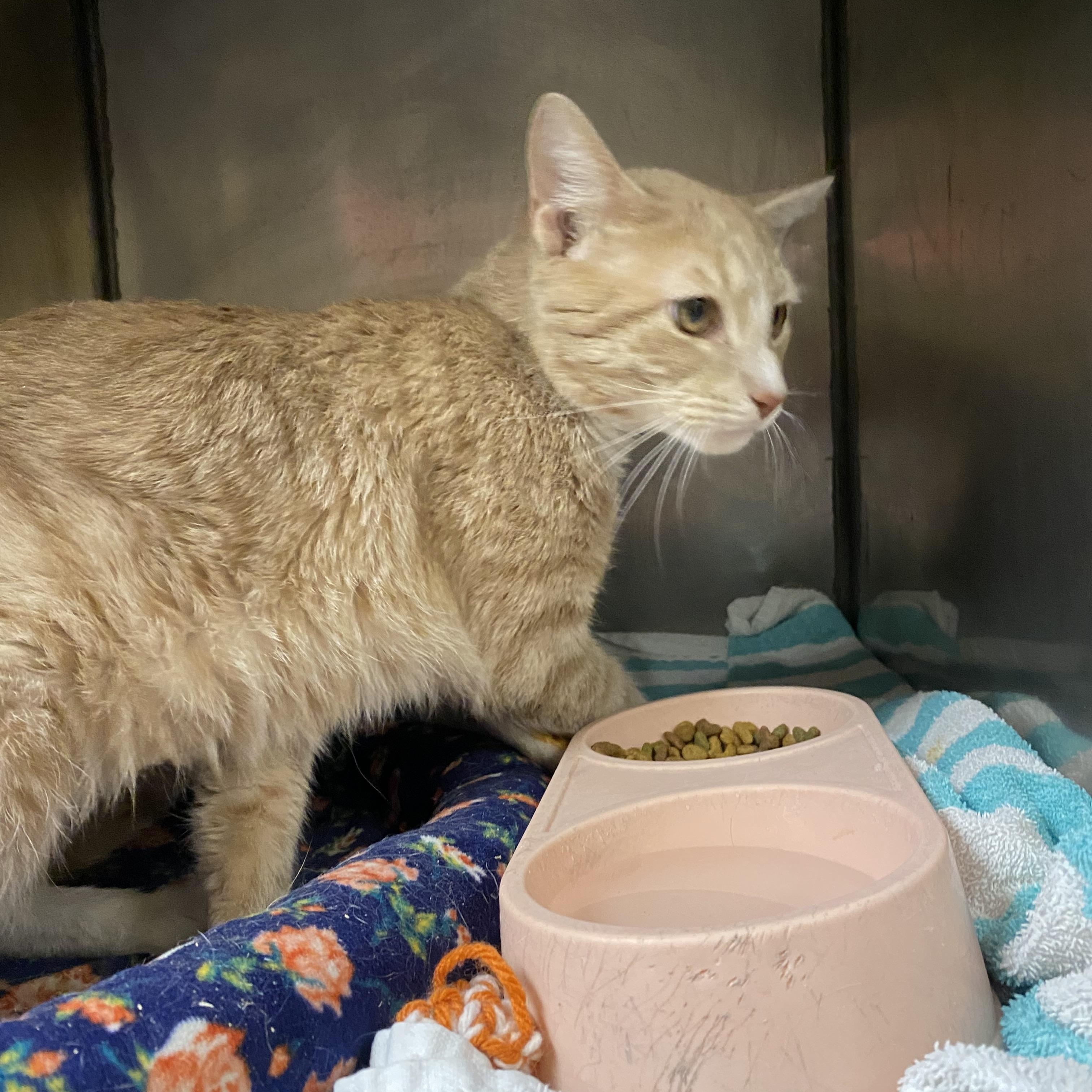 Gizmo, a ADOPTABLE Domestic Short Hair in Somerset, NJ image 2/5