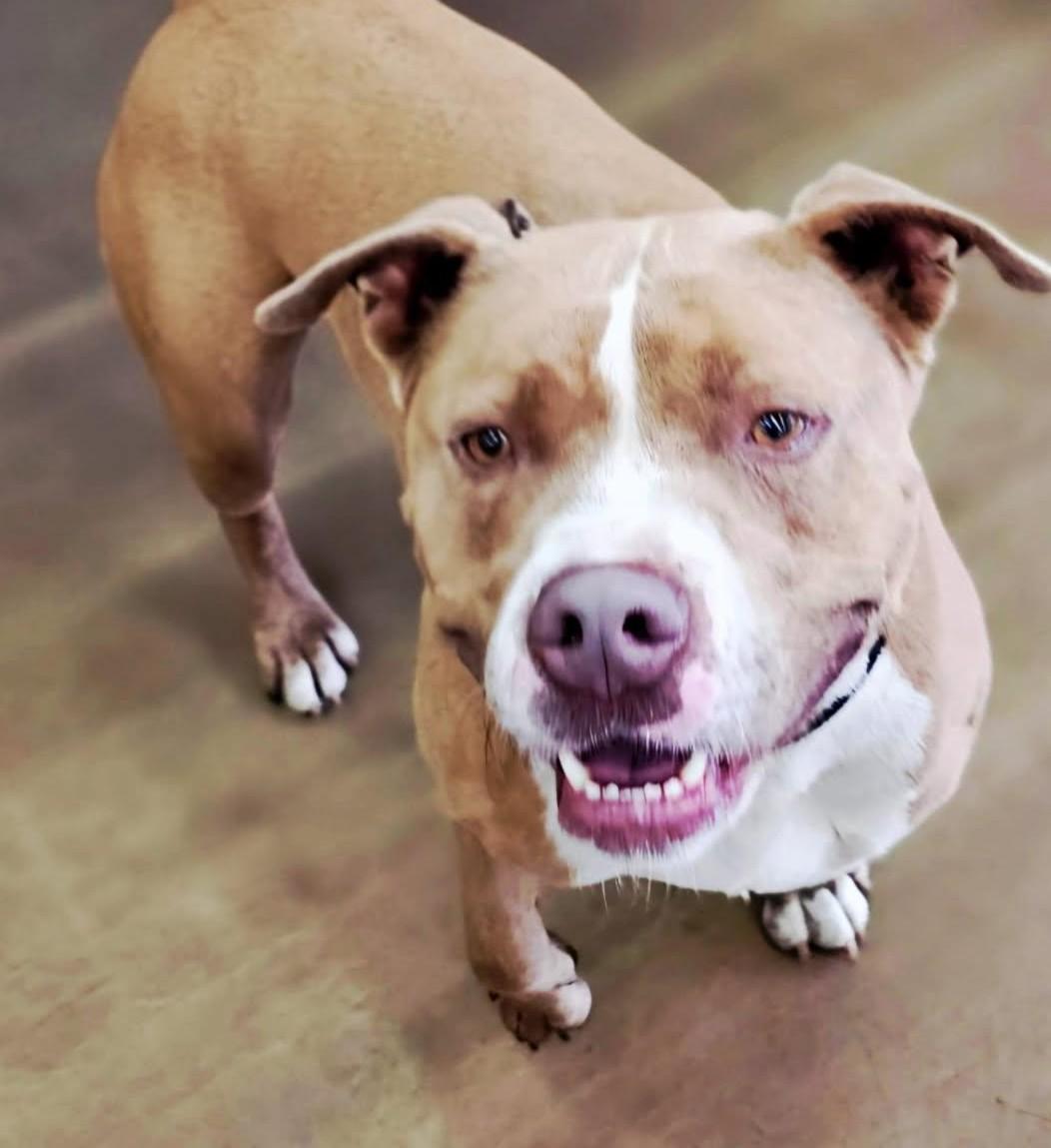 Parker, Adoptable, Adult Male Mixed Breed.