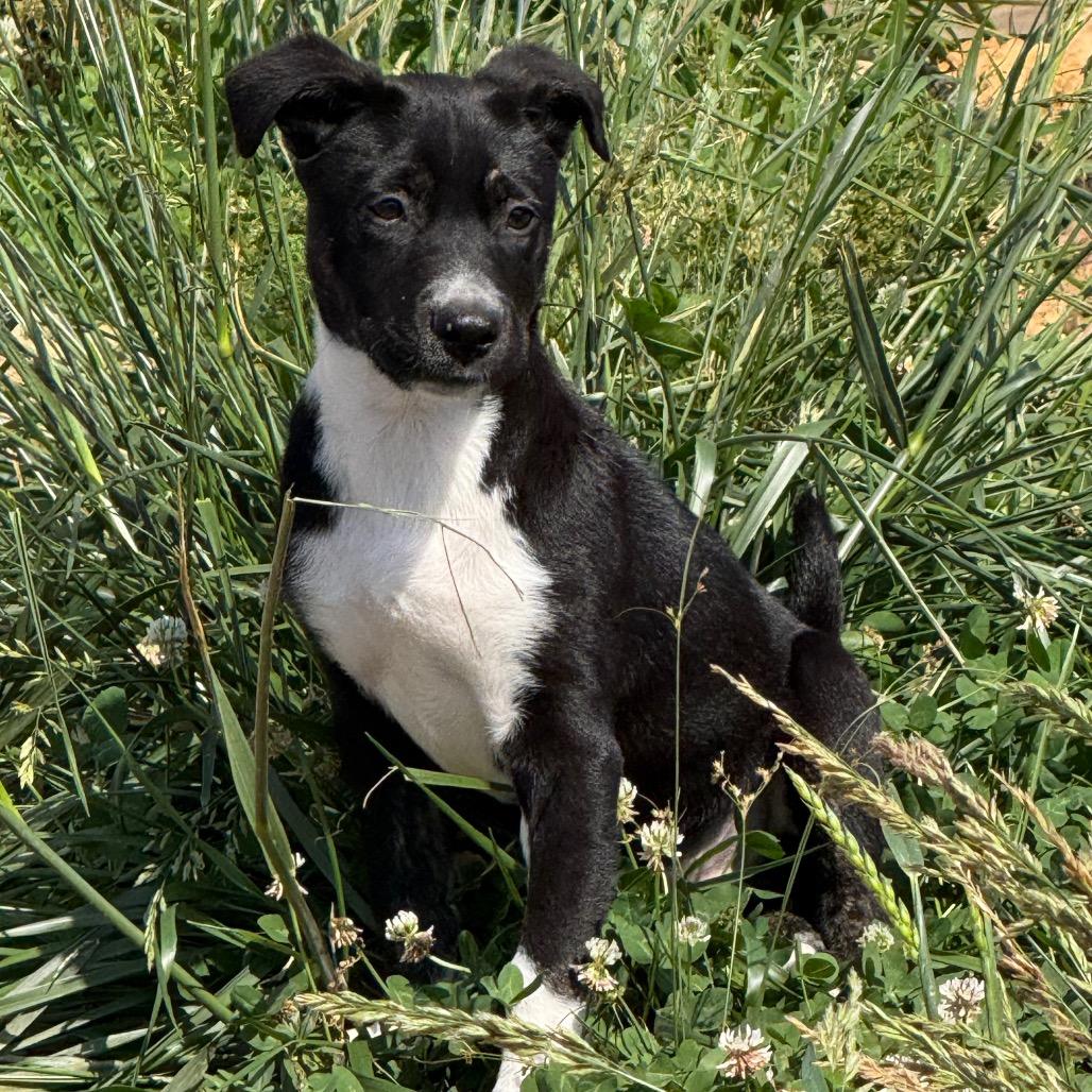 Enlarge Lily Ann, a Adoptable mixed breed in Southside, TN image 1/4