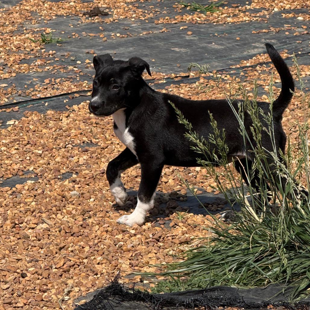 Enlarge Lily Ann, a Adoptable mixed breed in Southside, TN image 2/4