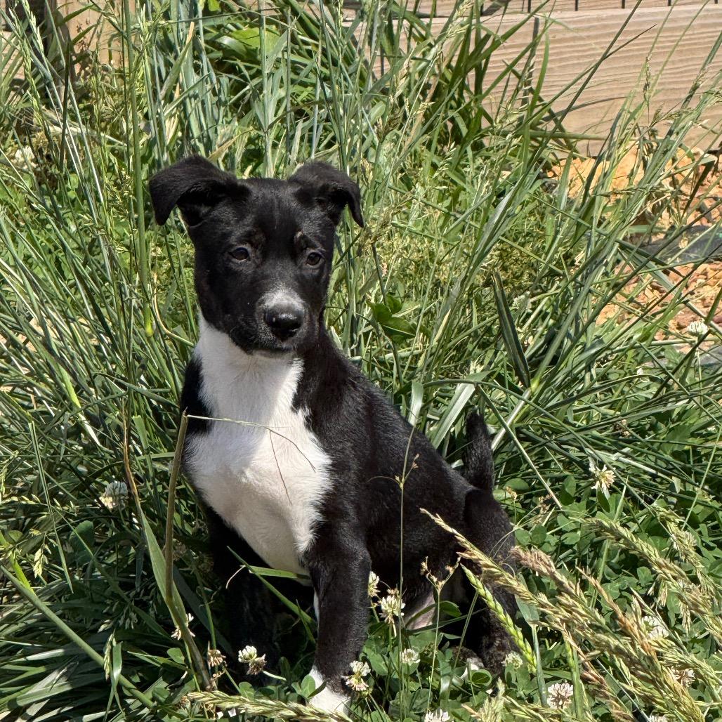 Enlarge Lily Ann, a Adoptable mixed breed in Southside, TN image 3/4