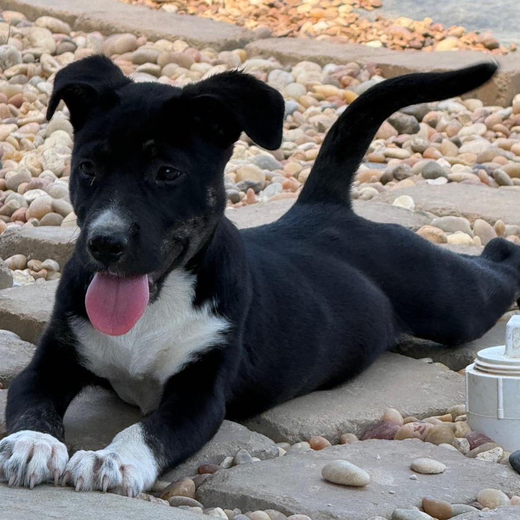 Enlarge Lily Ann, a Adoptable mixed breed in Southside, TN image 4/4