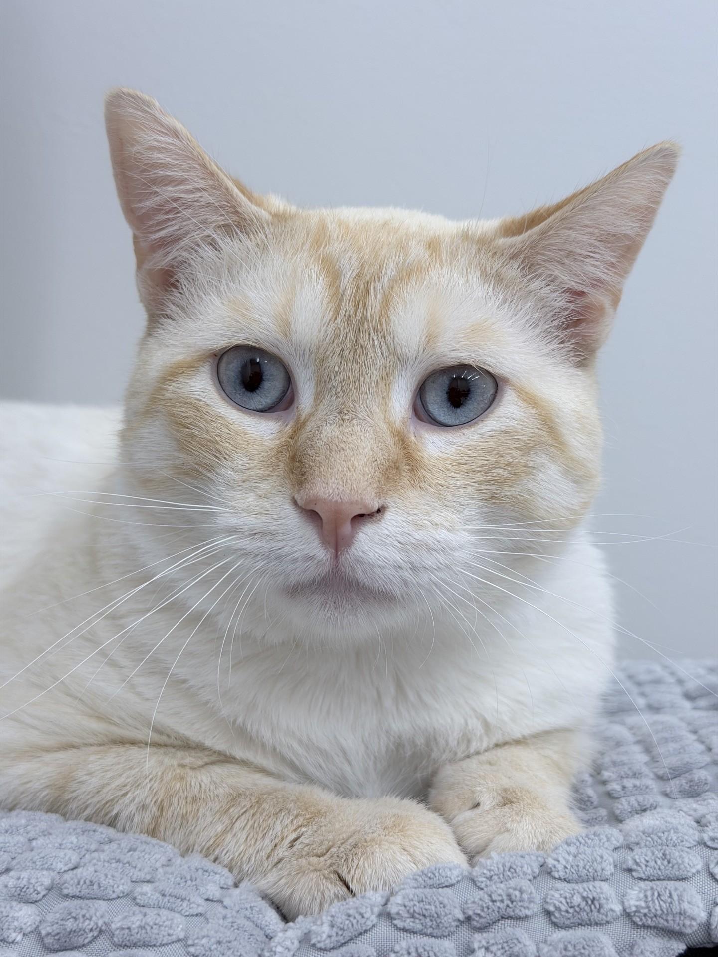 Andy, adopted, Adult Male Domestic Short Hair.