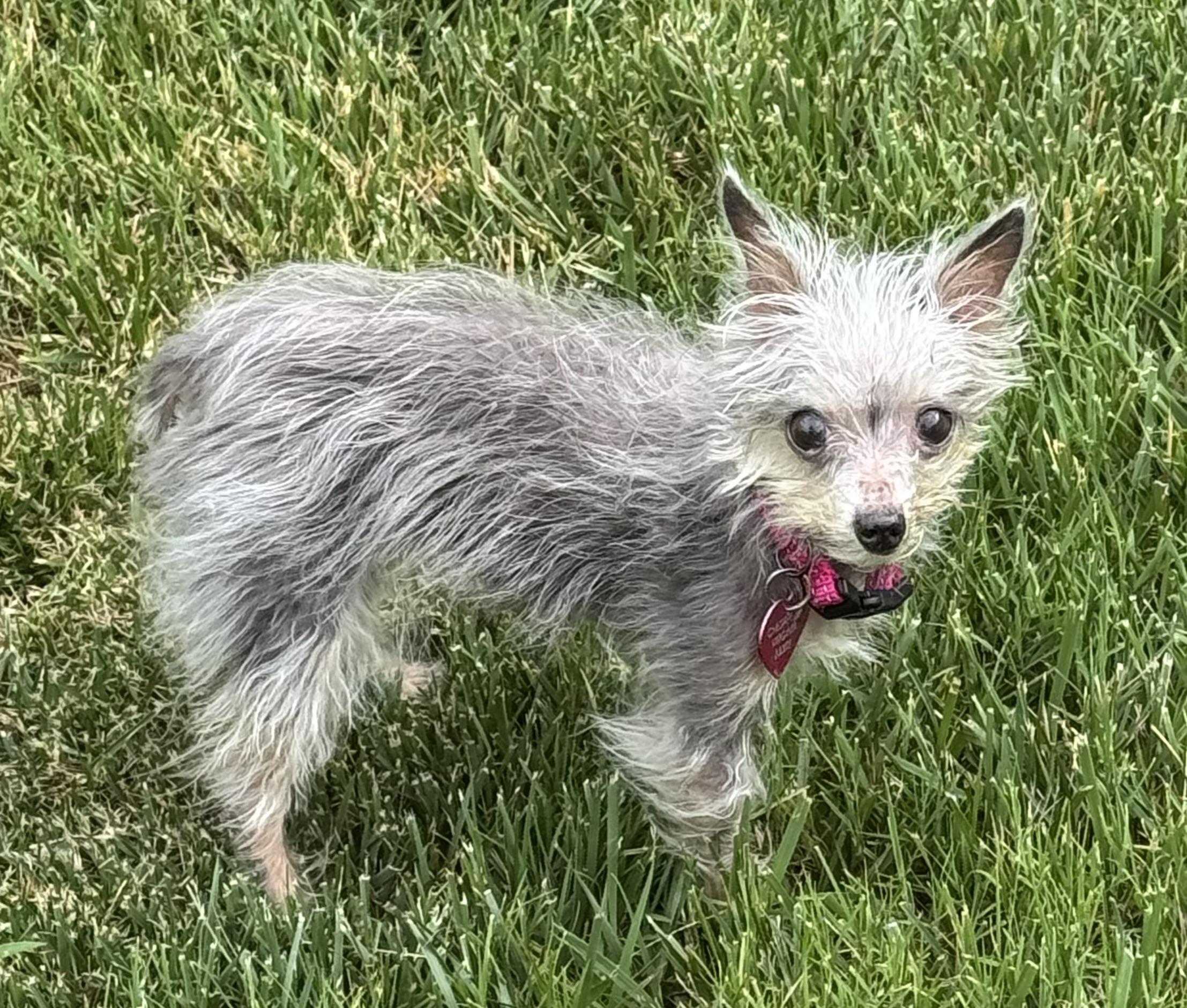 Florence, ADOPTABLE, Senior Female Yorkie Poo.