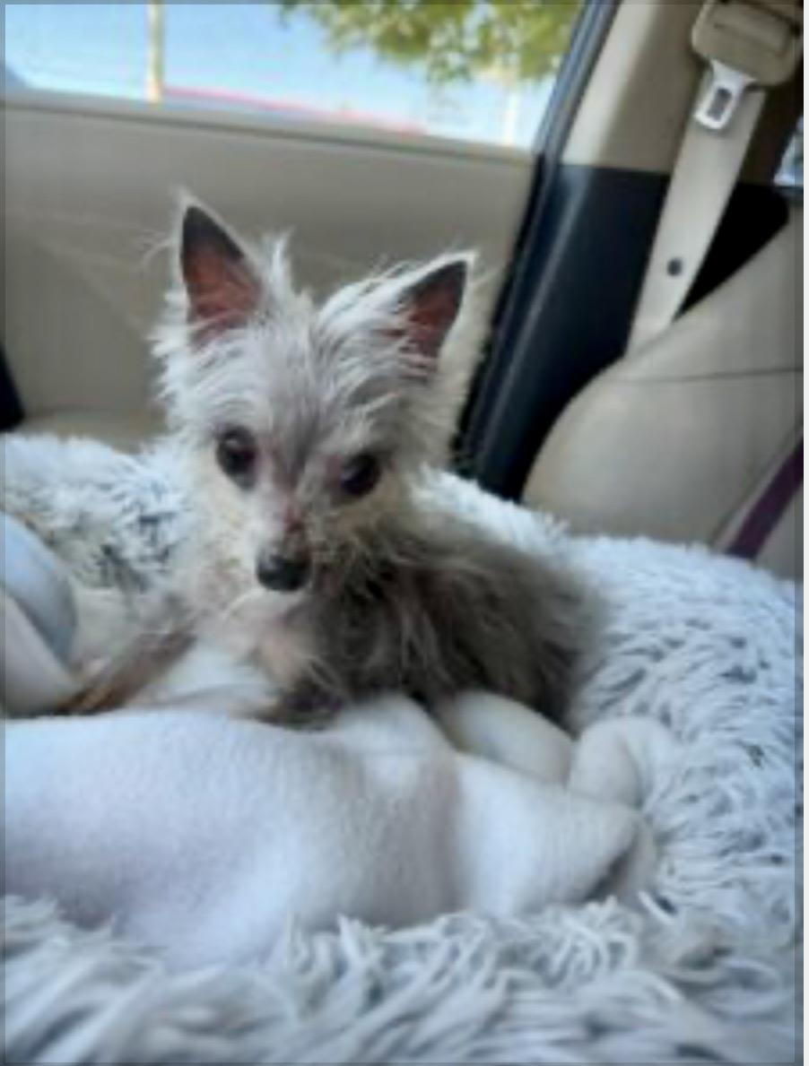 Enlarge Florence, a ADOPTABLE Yorkie Poo in Chesapeake, VA image 1/1