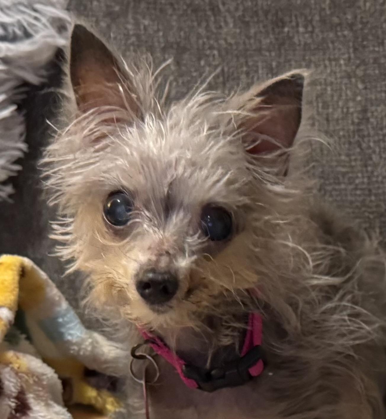 Florence, a ADOPTABLE Yorkie Poo in Chesapeake, VA image 3/3