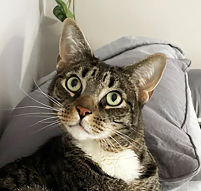 Aegon, a Adoptable Tabby in Cuyahoga Falls, OH image 1/3