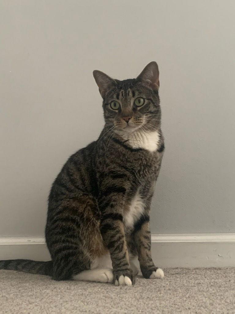 Aegon, a Adoptable Tabby in Cuyahoga Falls, OH image 2/3