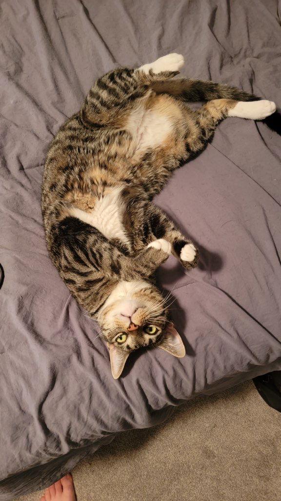 Aegon, a Adoptable Tabby in Cuyahoga Falls, OH image 3/3