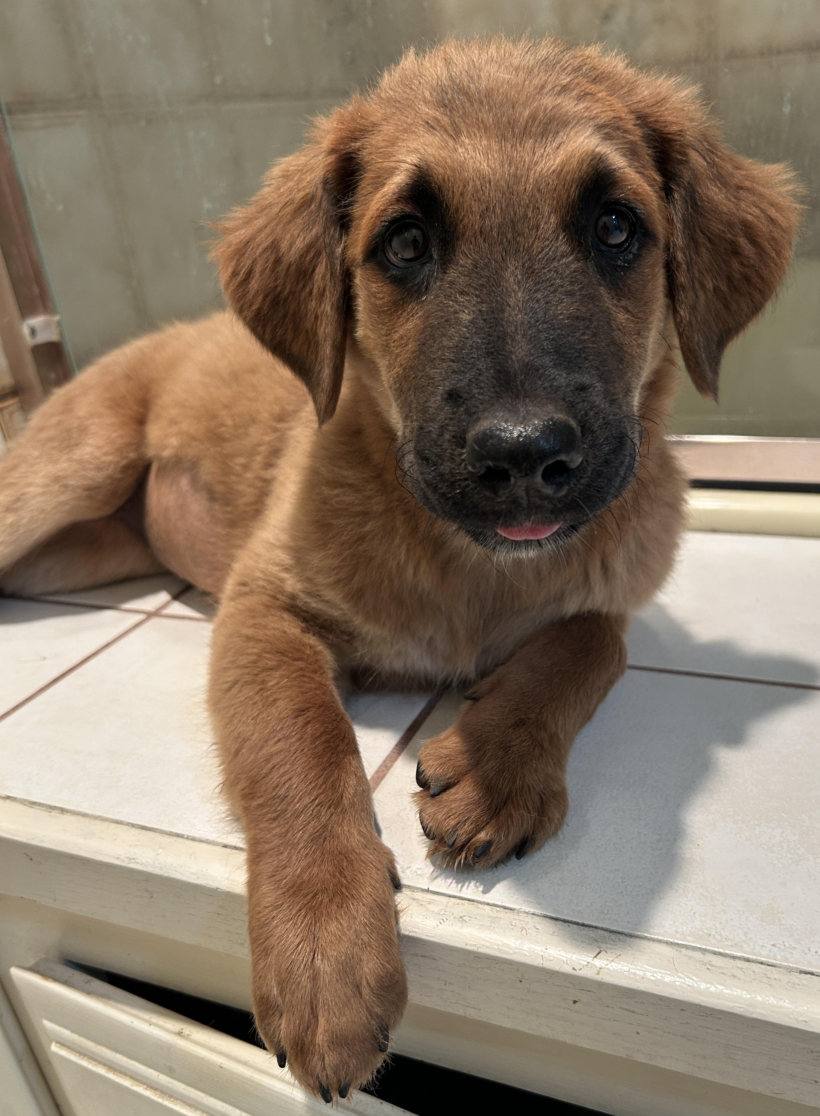MISTY, a ADOPTABLE mixed breed in El Cajon, CA image 5/6