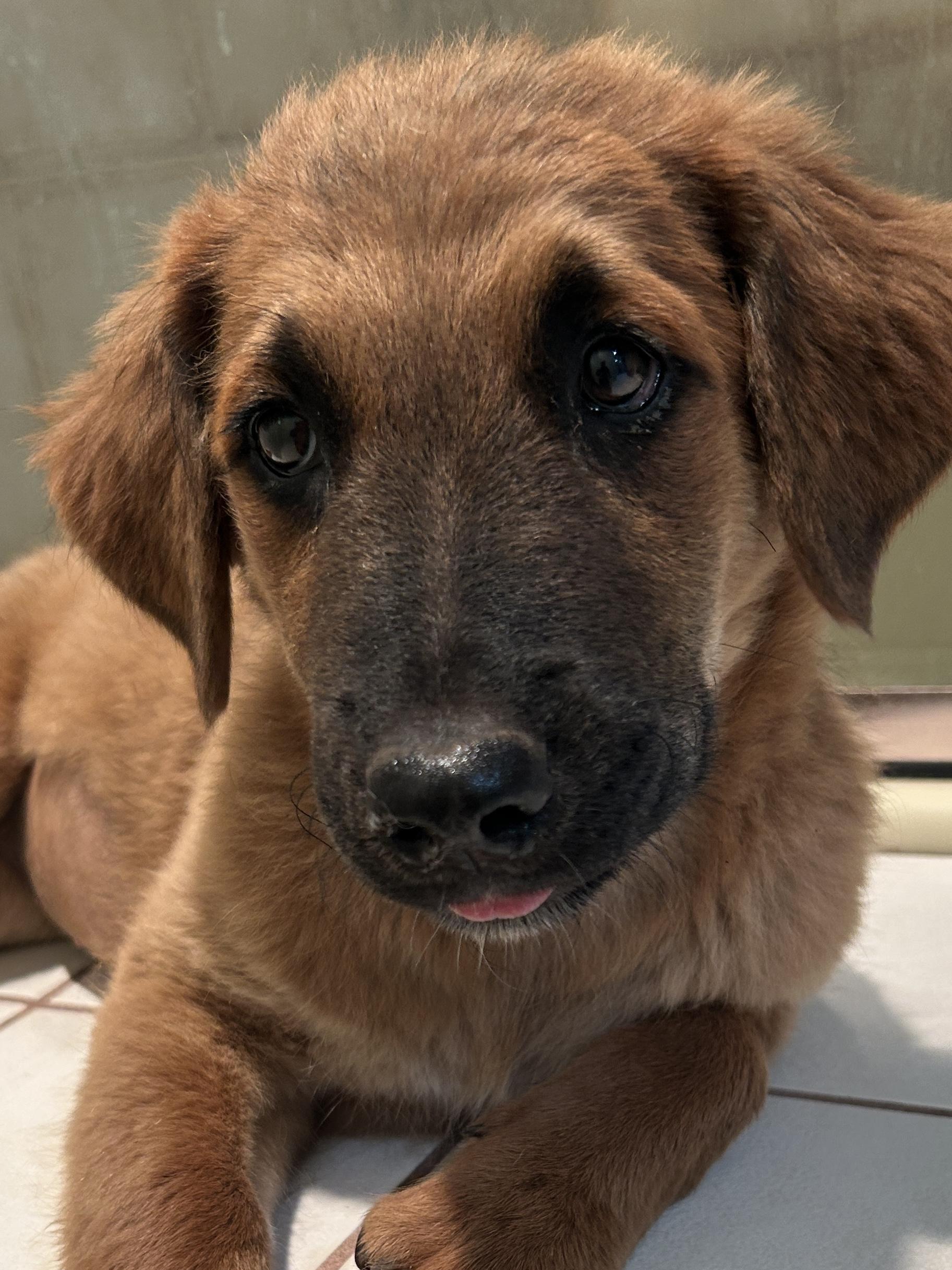 MISTY, a ADOPTABLE mixed breed in El Cajon, CA image 3/6