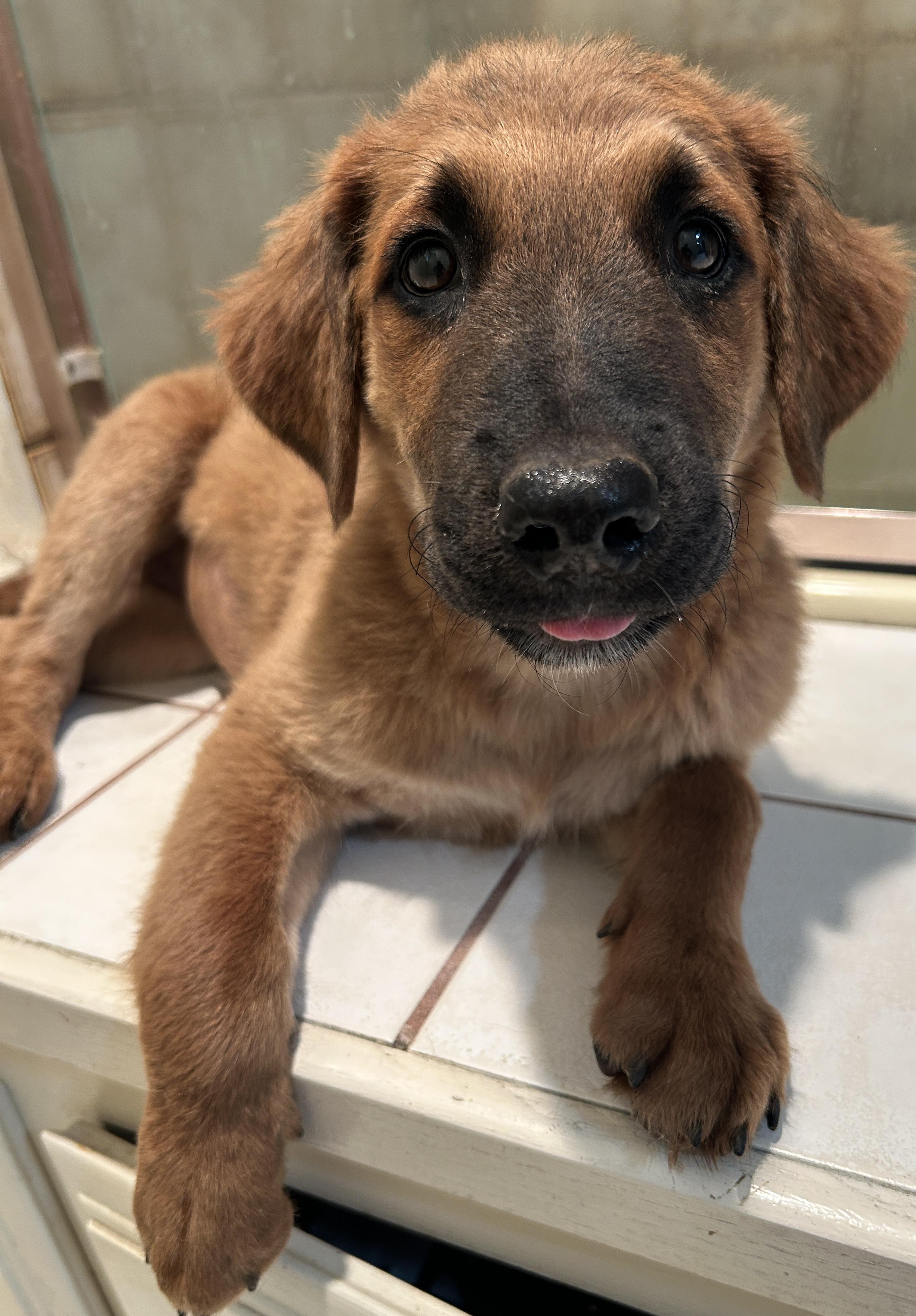 MISTY, a ADOPTABLE mixed breed in El Cajon, CA image 6/6