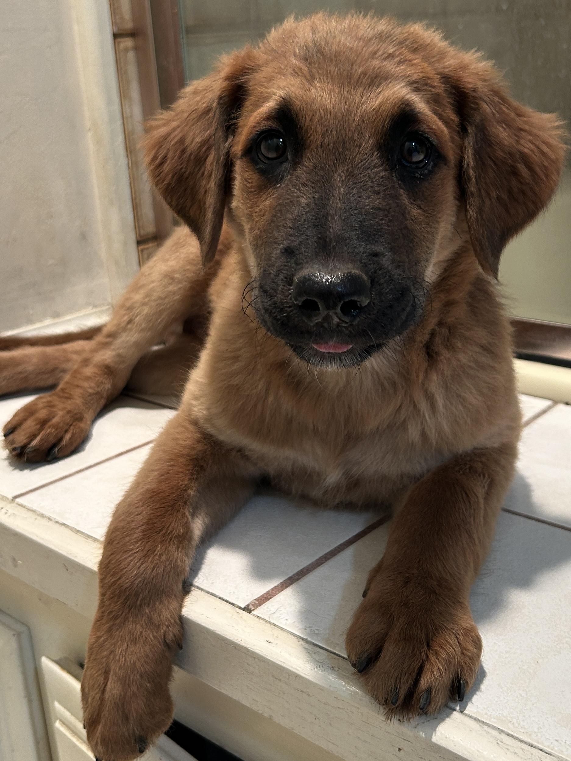 MISTY, a ADOPTABLE mixed breed in El Cajon, CA image 1/6