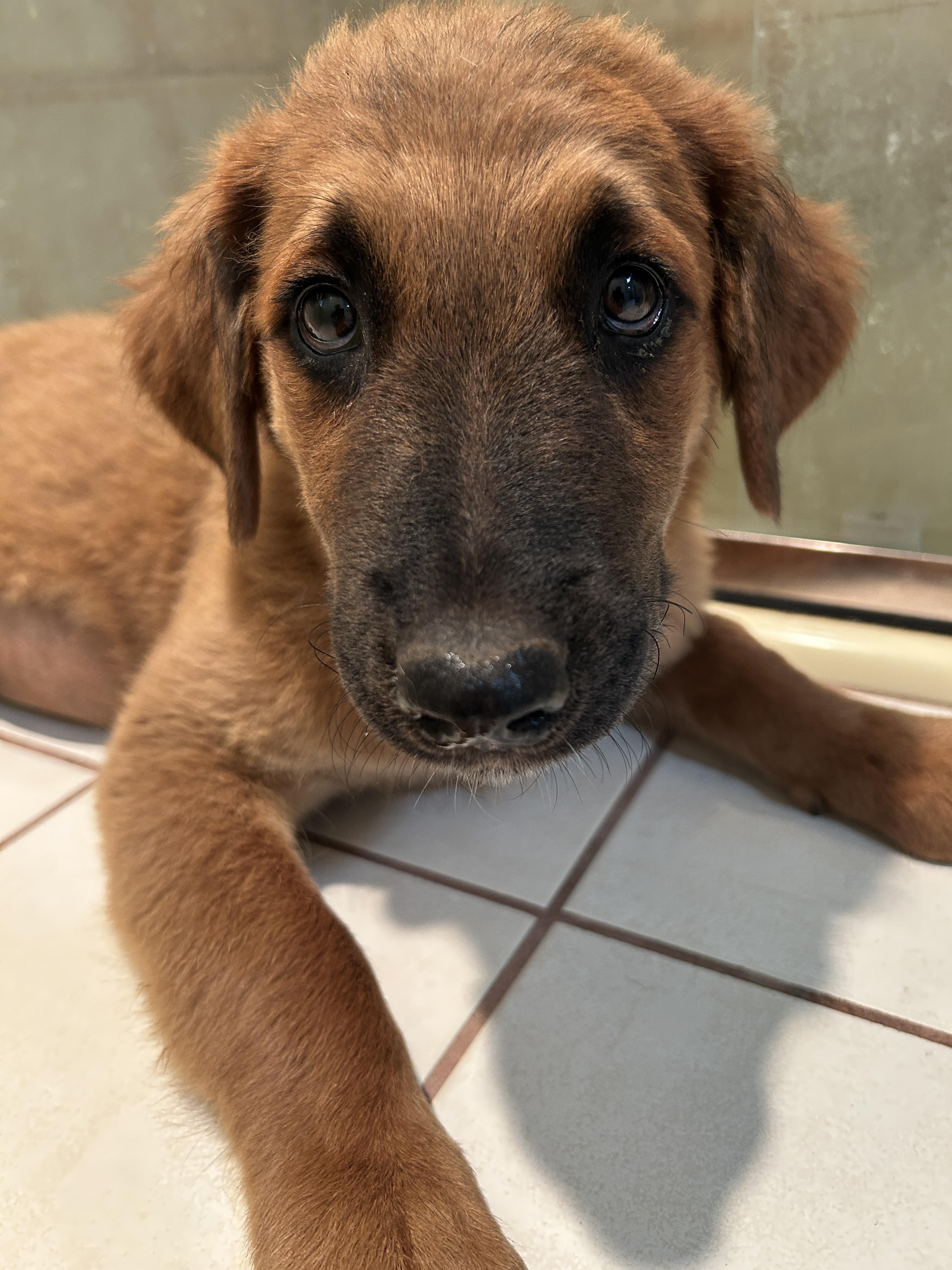 MISTY, a ADOPTABLE mixed breed in El Cajon, CA image 4/6