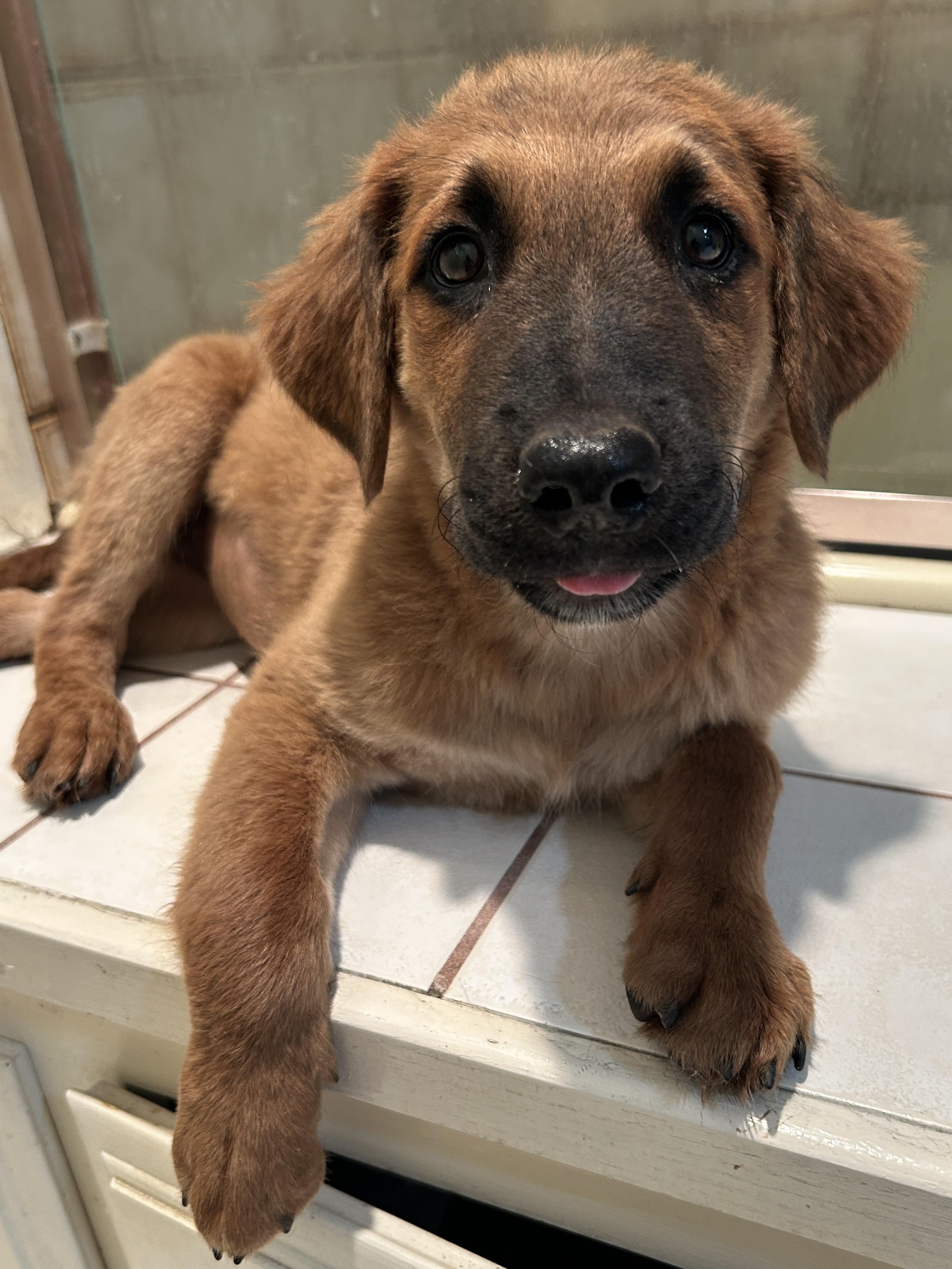MISTY, a ADOPTABLE mixed breed in El Cajon, CA image 2/6