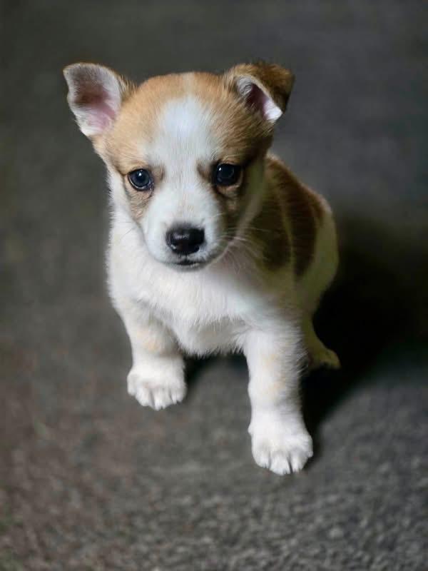 Asher, ADOPTABLE, Puppy Male Jack Russell Terrier.