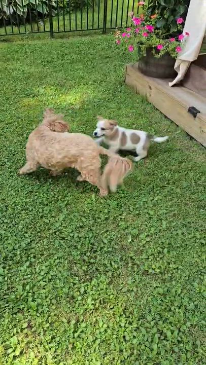 Enlarge Asher, a ADOPTABLE mixed breed in Solon, OH video 3/3