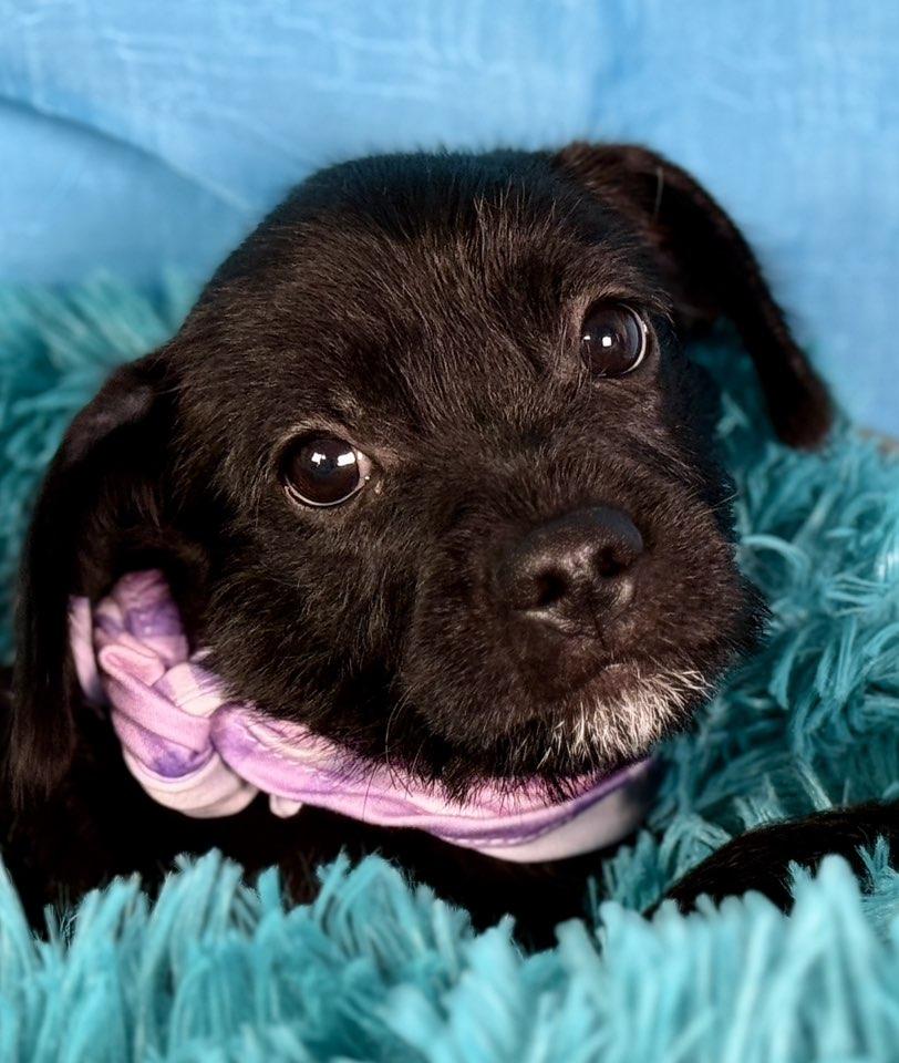Celeste - French Bulldog/Poodle mix (Froodle?)