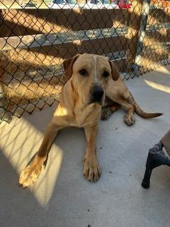 Drizzle, Adoptable, Young Male Mixed Breed.