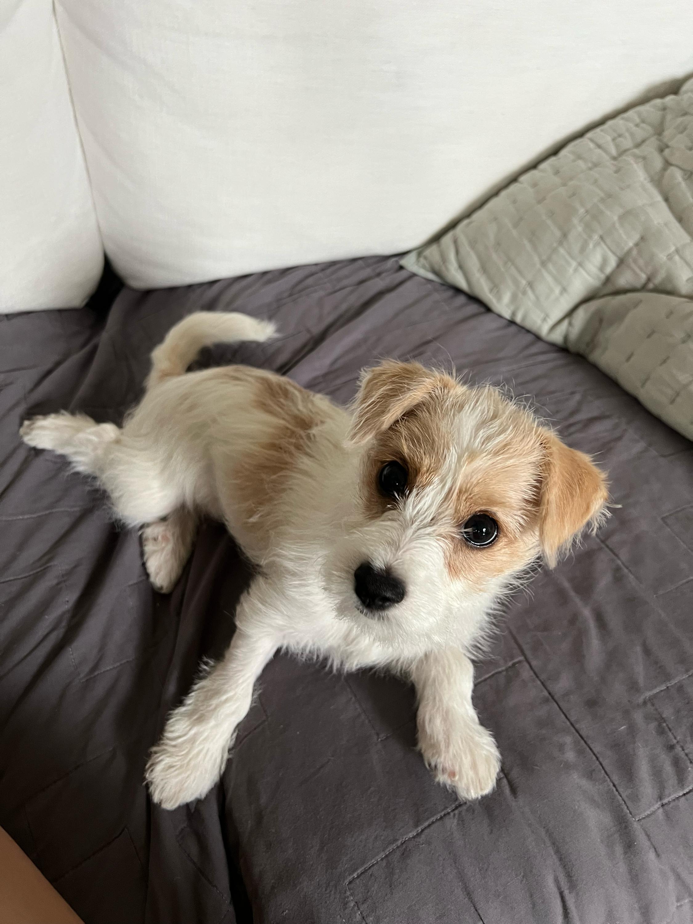 Isla, an adopted mixed breed in North Haven, CT image 4/4
