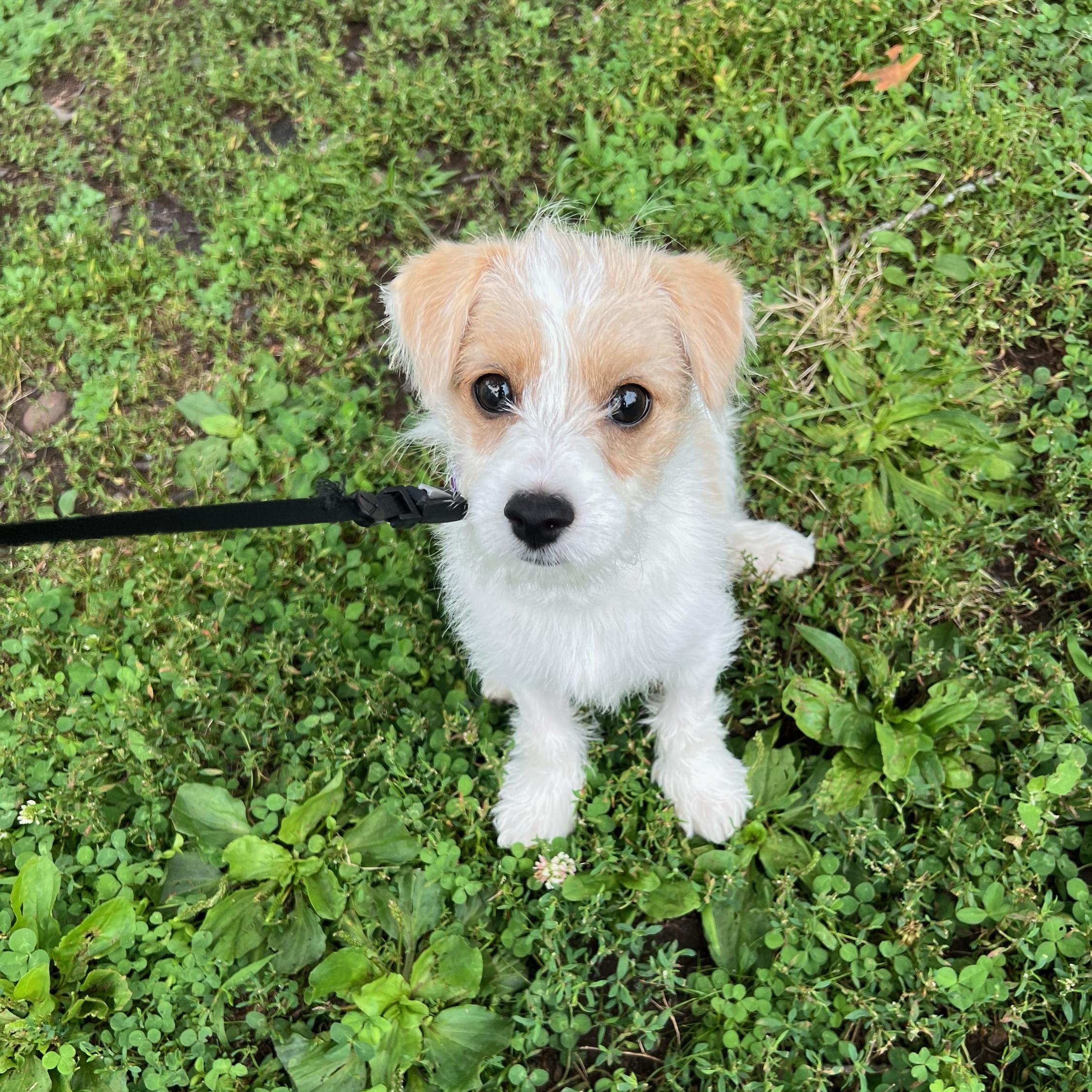 Isla, adopted, Puppy Female Chihuahua & Maltipoo.