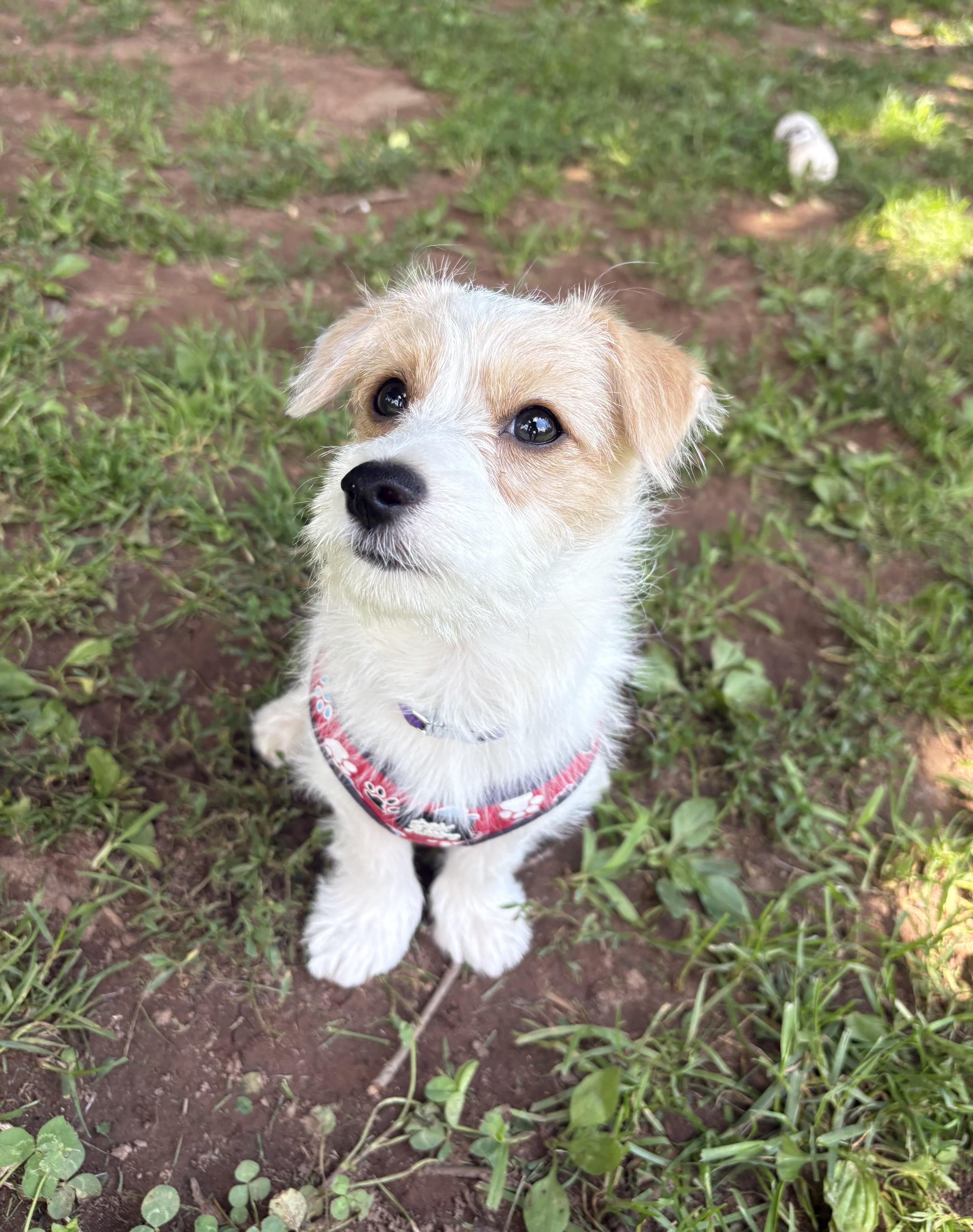 Isla, an adopted mixed breed in North Haven, CT image 3/4