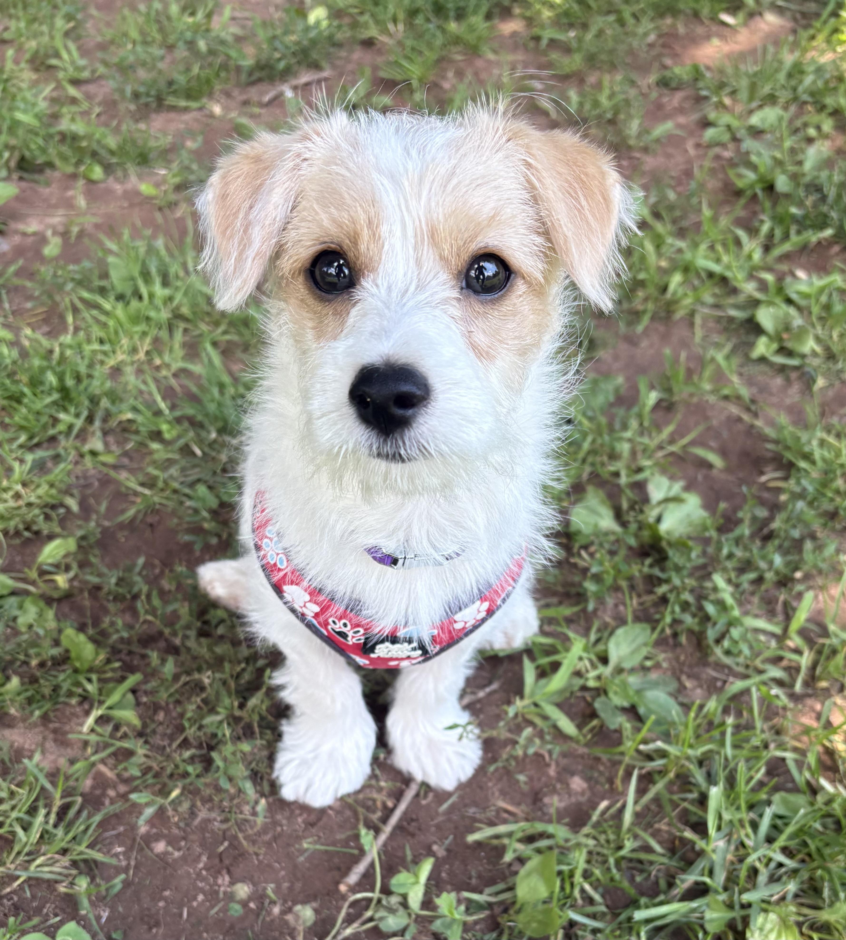 Isla, an adopted mixed breed in North Haven, CT image 2/4