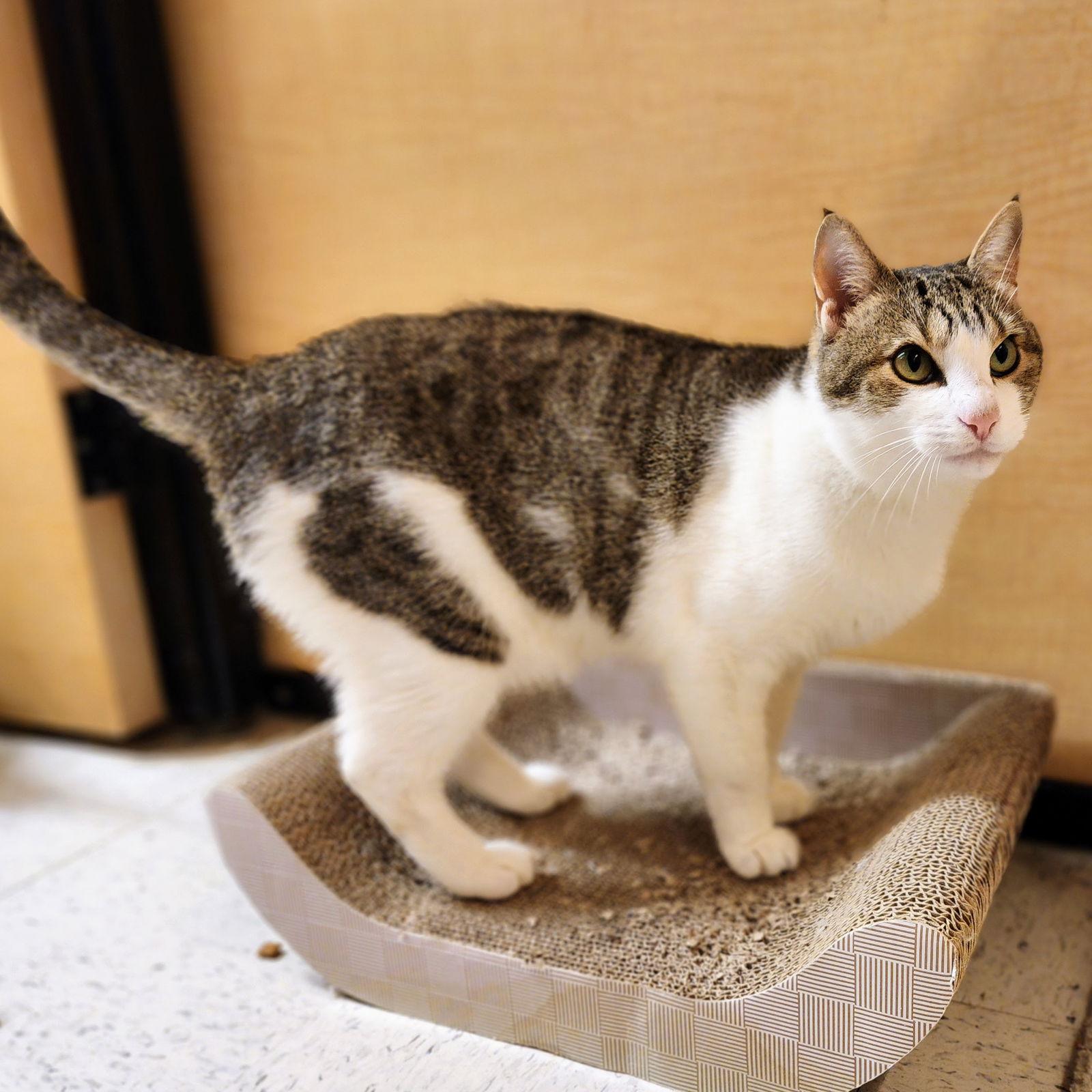 Brady, Adoptable, Adult Male Tabby.