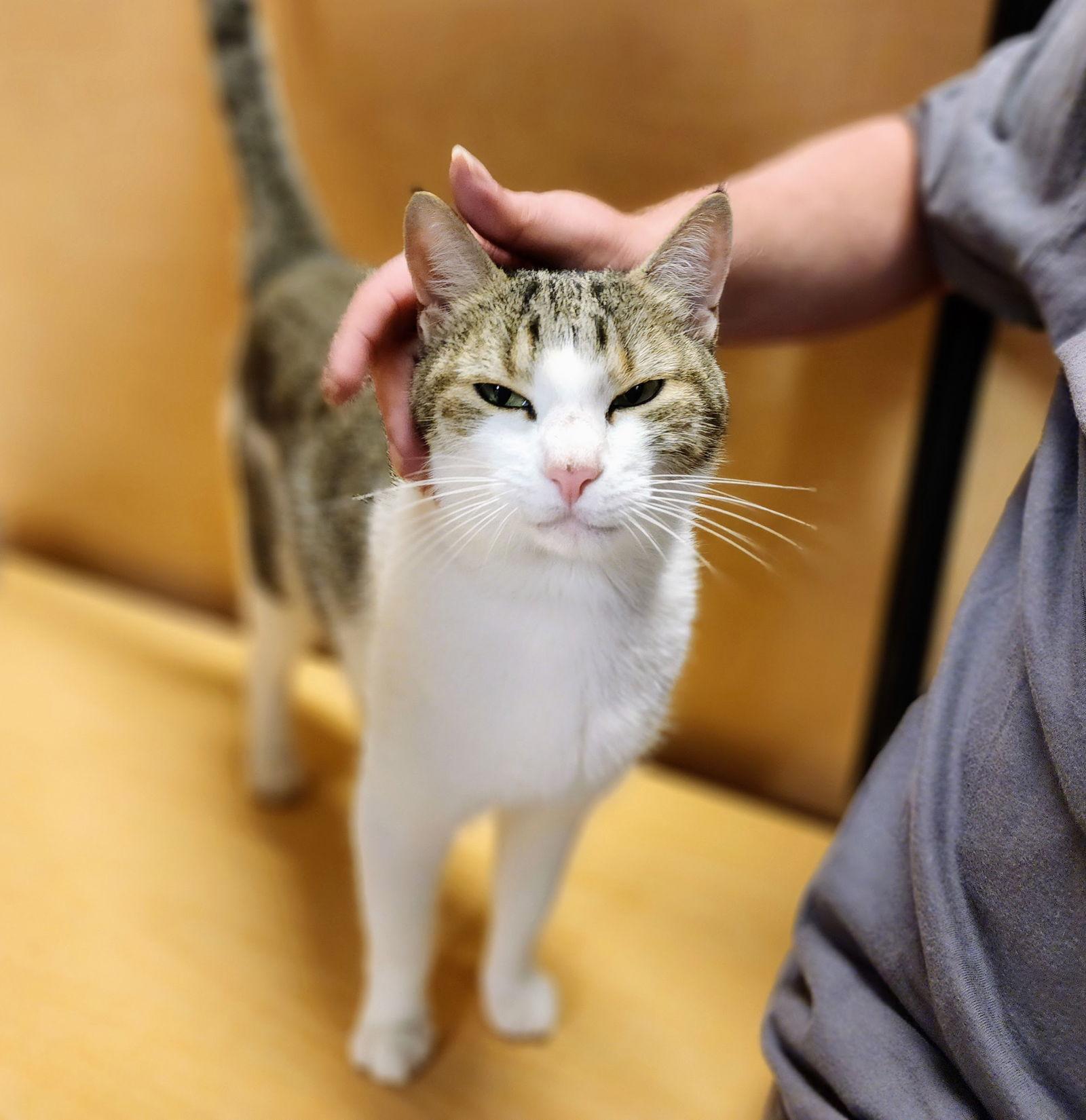 Enlarge Brady, a Adoptable Tabby in Garland, TX image 2/3