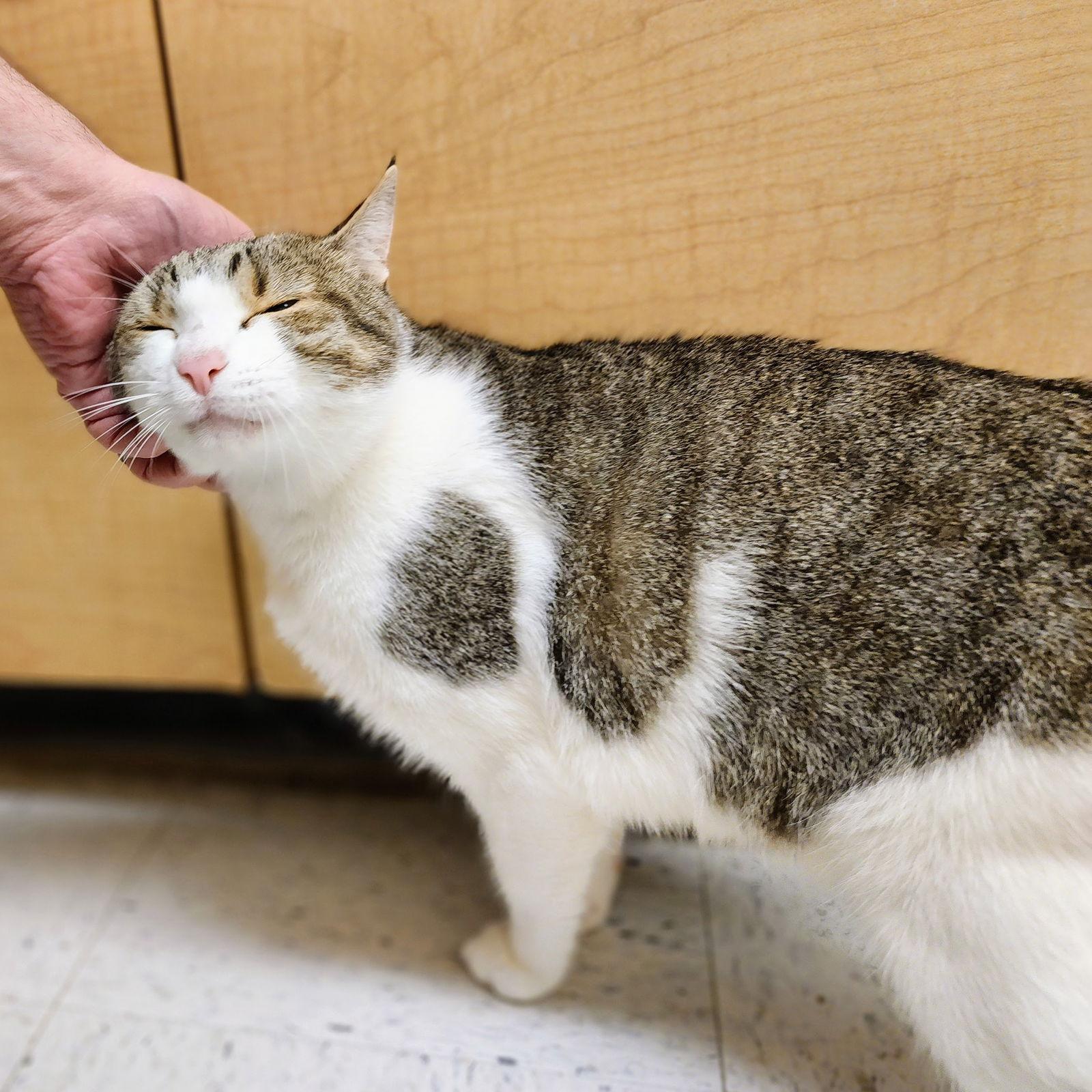 Enlarge Brady, a Adoptable Tabby in Garland, TX image 3/3