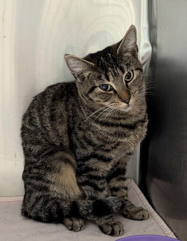 Crackle, Adoptable, Adult Female Tabby & Bengal.